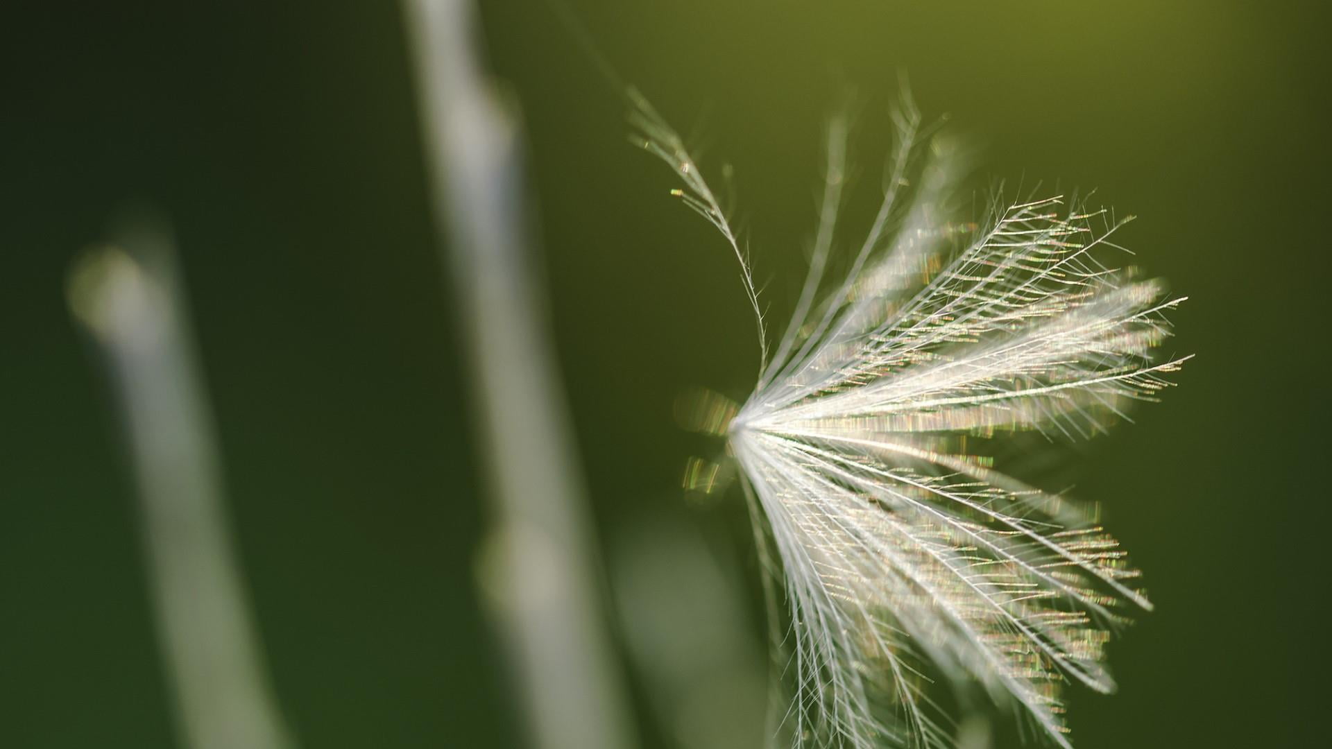 beautiful macro, little things, flowering plant, blur, plant, dandelion, little flower, zarnesti, beauty in nature, outdoors, green color, beautiful, HD Wallpaper