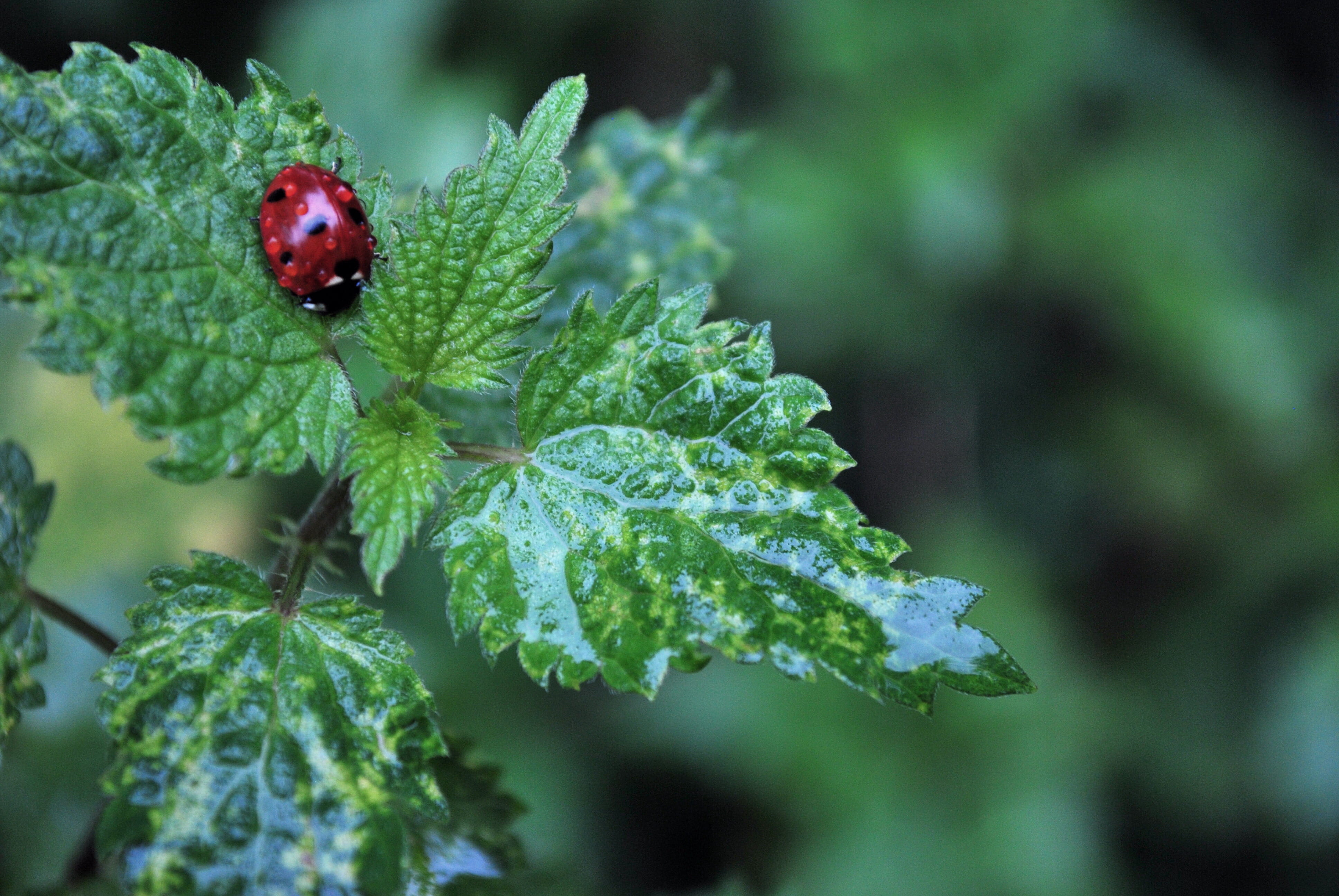vegetation, beetle, one animal, close-up, focus, animals in the wild, pottery, plants, day, herbs, growth, plant, drops, bush, dew, nap, plant part, nature, HD Wallpaper