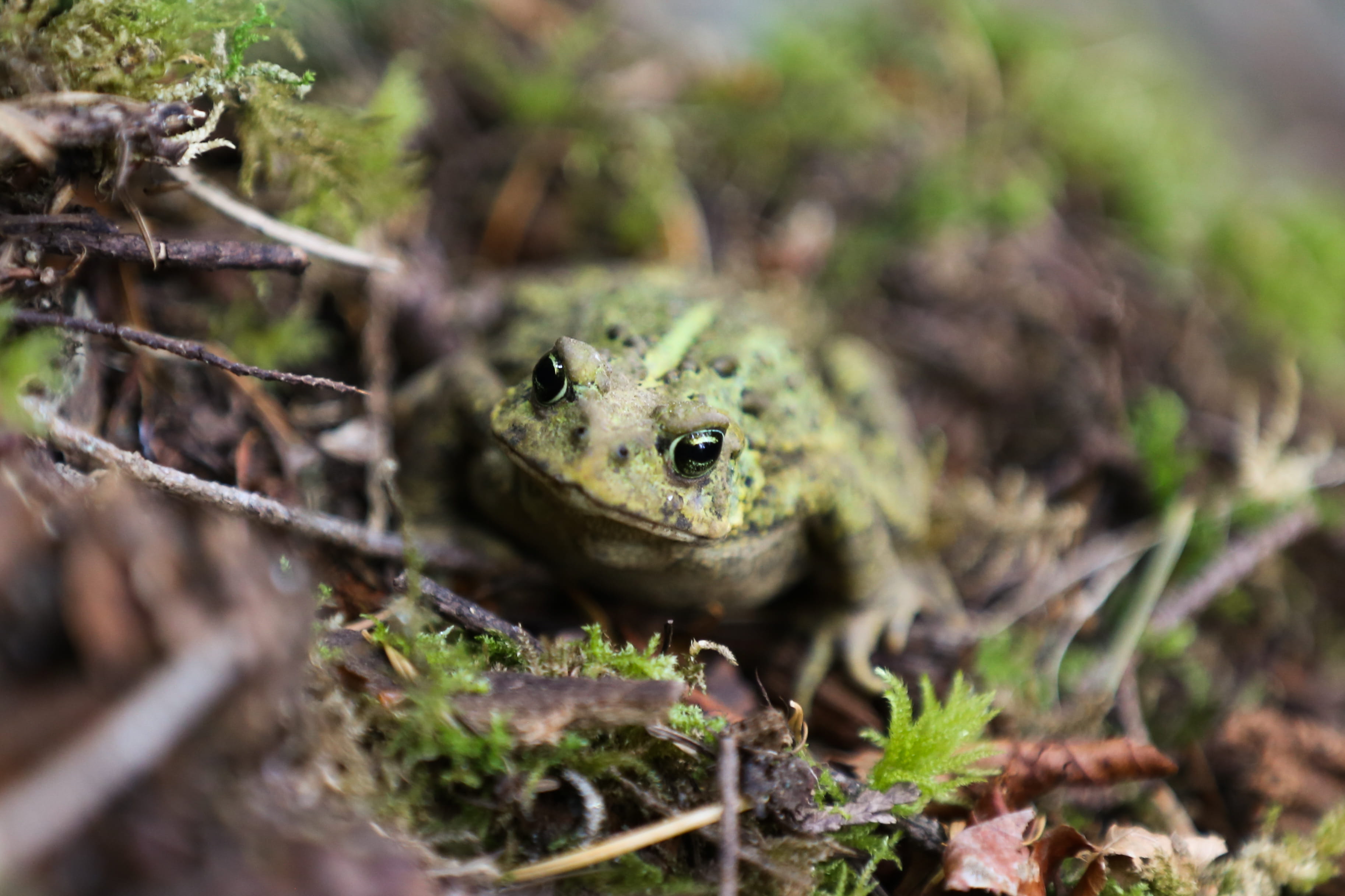 plant, animals in the wild, plant part, forest, close-up, one animal, leaf, canada, outdoors, animal themes, no people, animal eye, animal, green color, HD Wallpaper
