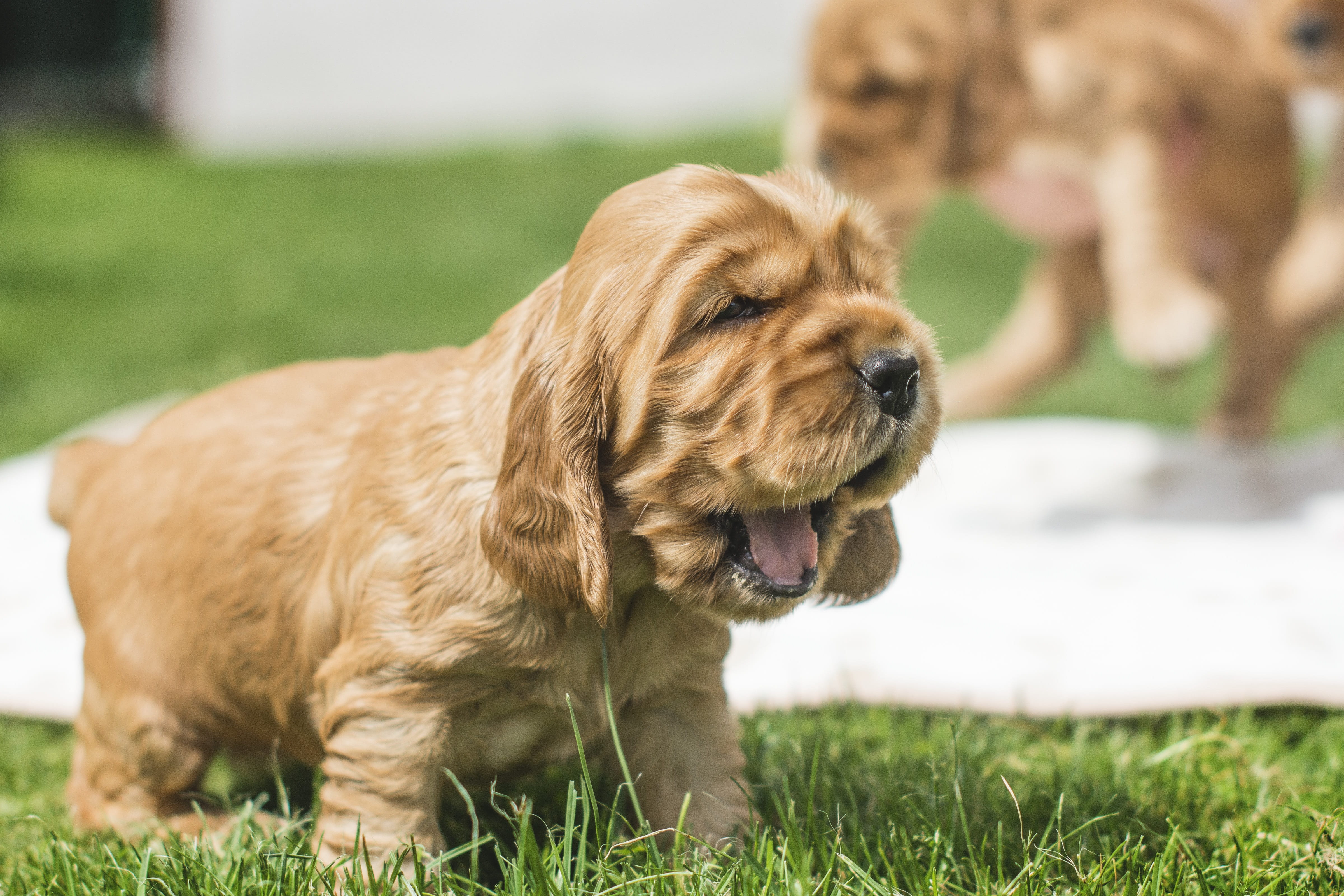 rudy, animal, day, nature, language, no people, lawn, plant, red, domestic animals, canine, pets, retriever, purebred dog, dogs, grass, male animal, spaniel, HD Wallpaper