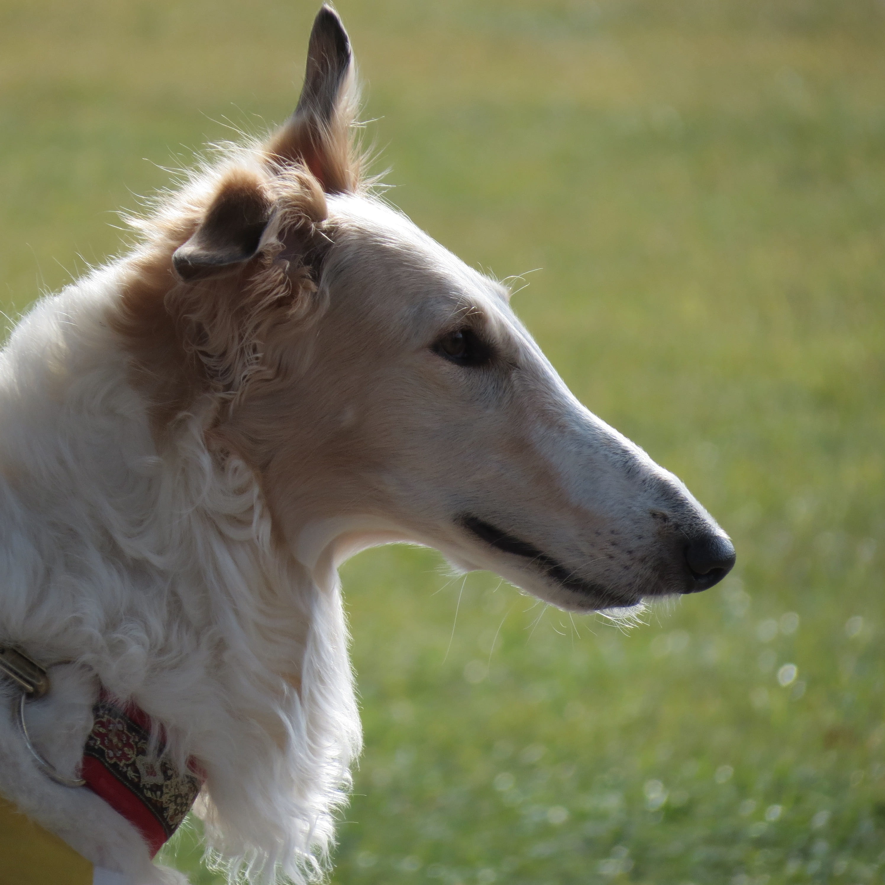 field, group, animal, close-up, land, outdoors, borzoi, purebred, animal themes, animal body part, puppy, 2K, domestic animals, breed, sight hound, no people, Phone HD Wallpaper
