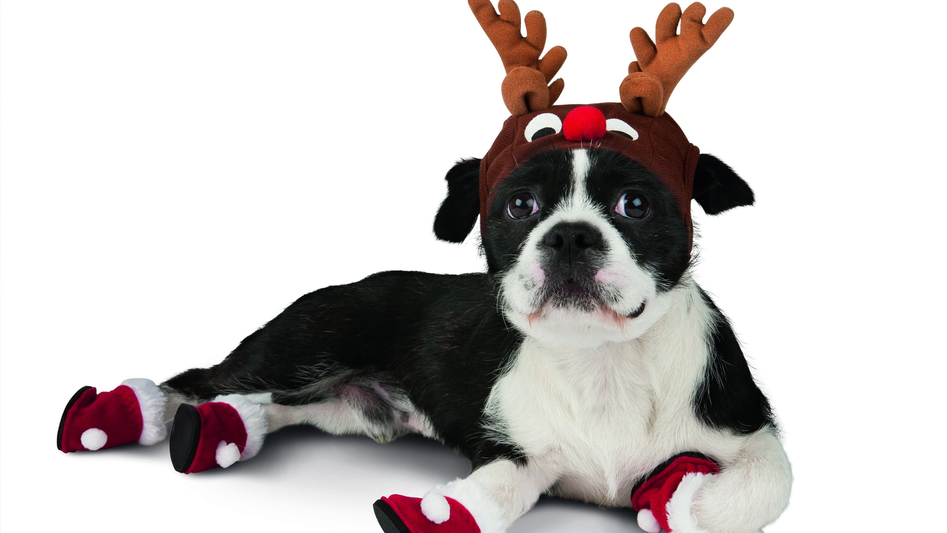 bulldog, mammal, indoors, bull, brown, hunting dog, small, dog, friend, terrier, canine, vertebrate, cute, 1080P, doggy, pet, adorable, cut out, white background, HD Wallpaper