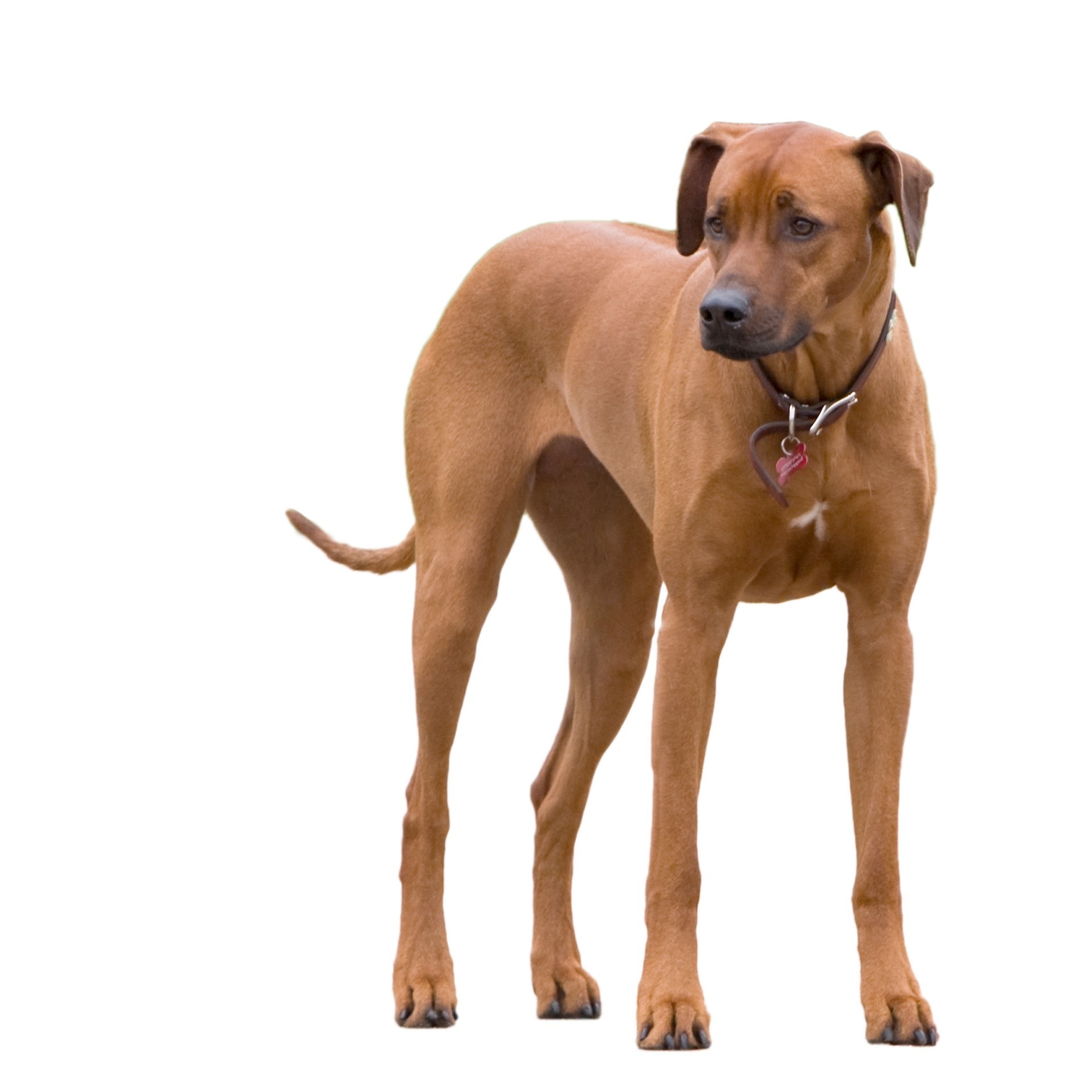 isolated, cut out, mammal, white background, pets, animal themes, rhodesian ridgeback, vertebrate, photo, brown, closeup, pedigree, indoors, one animal, Phone HD Wallpaper