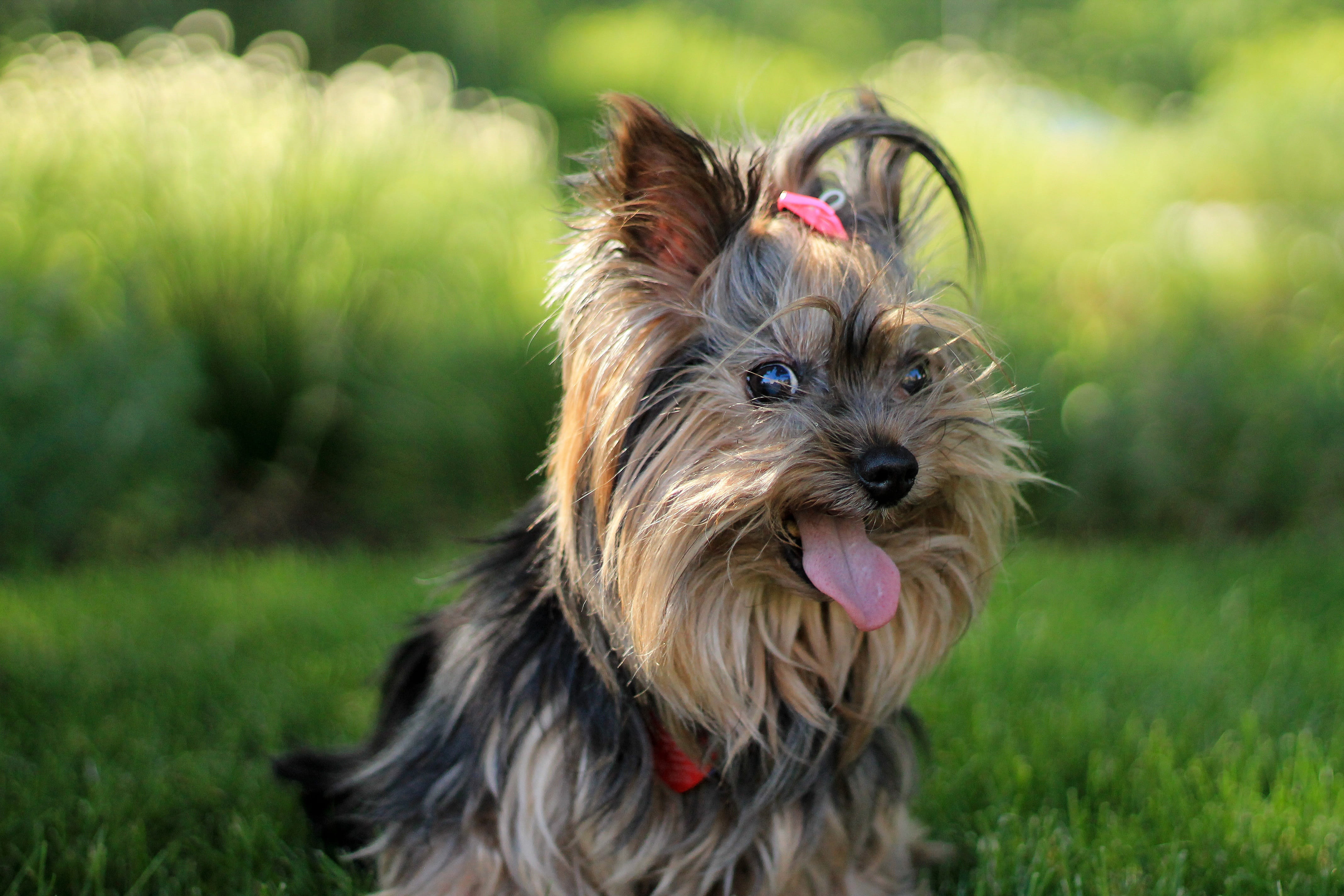 pet, size, pets, adult, closeup, brown, animal head, black, animal, focus on foreground, purebred, domestic, friend, pedigreed, tongue, grass, cute, canine, HD Wallpaper