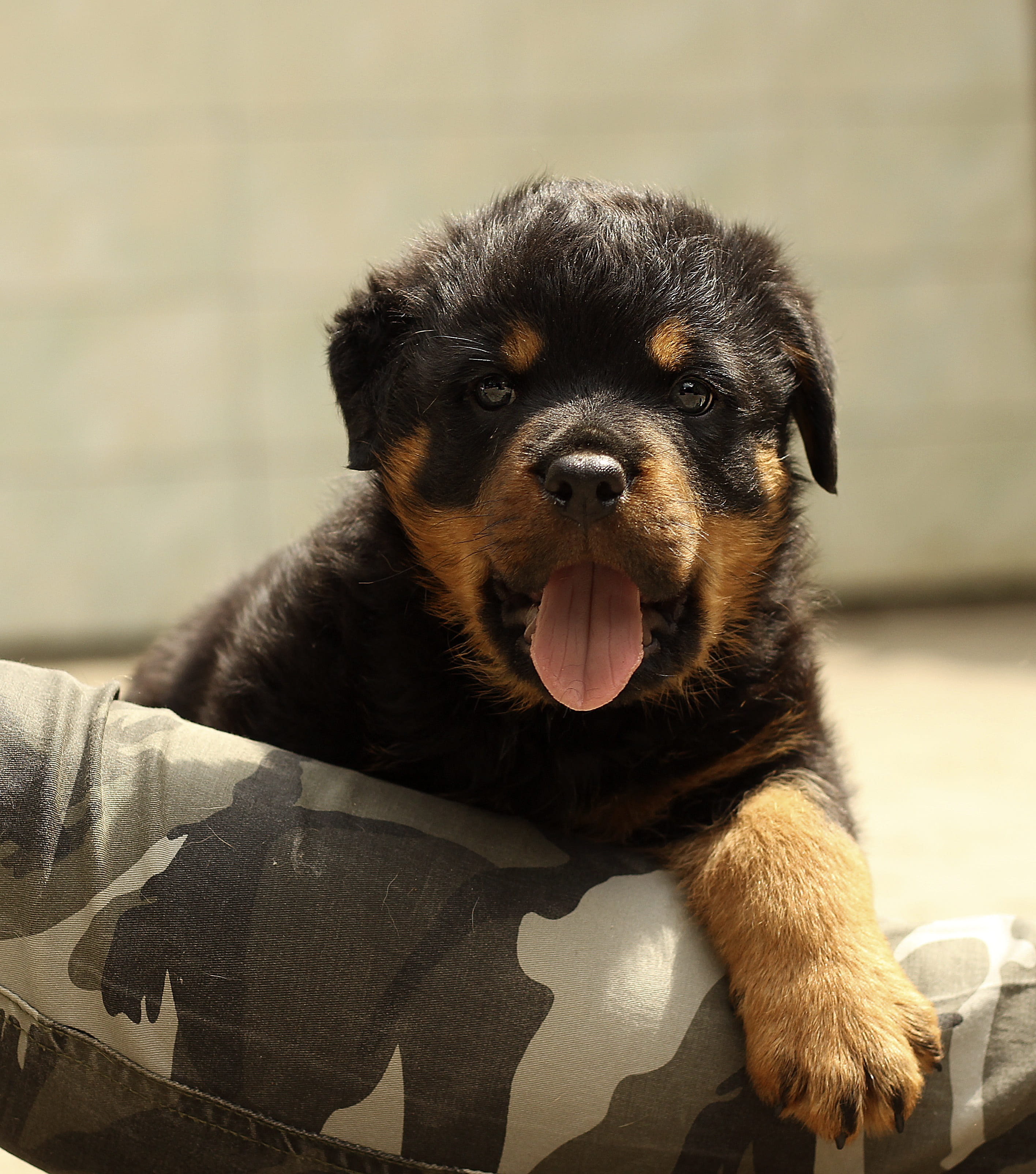 tan, animal themes, small, sitting, brown, domestic animals, nature, one, cushion, safety, sunlight, pet, domestic, young, black, dog, meringue, looking, Phone HD Wallpaper
