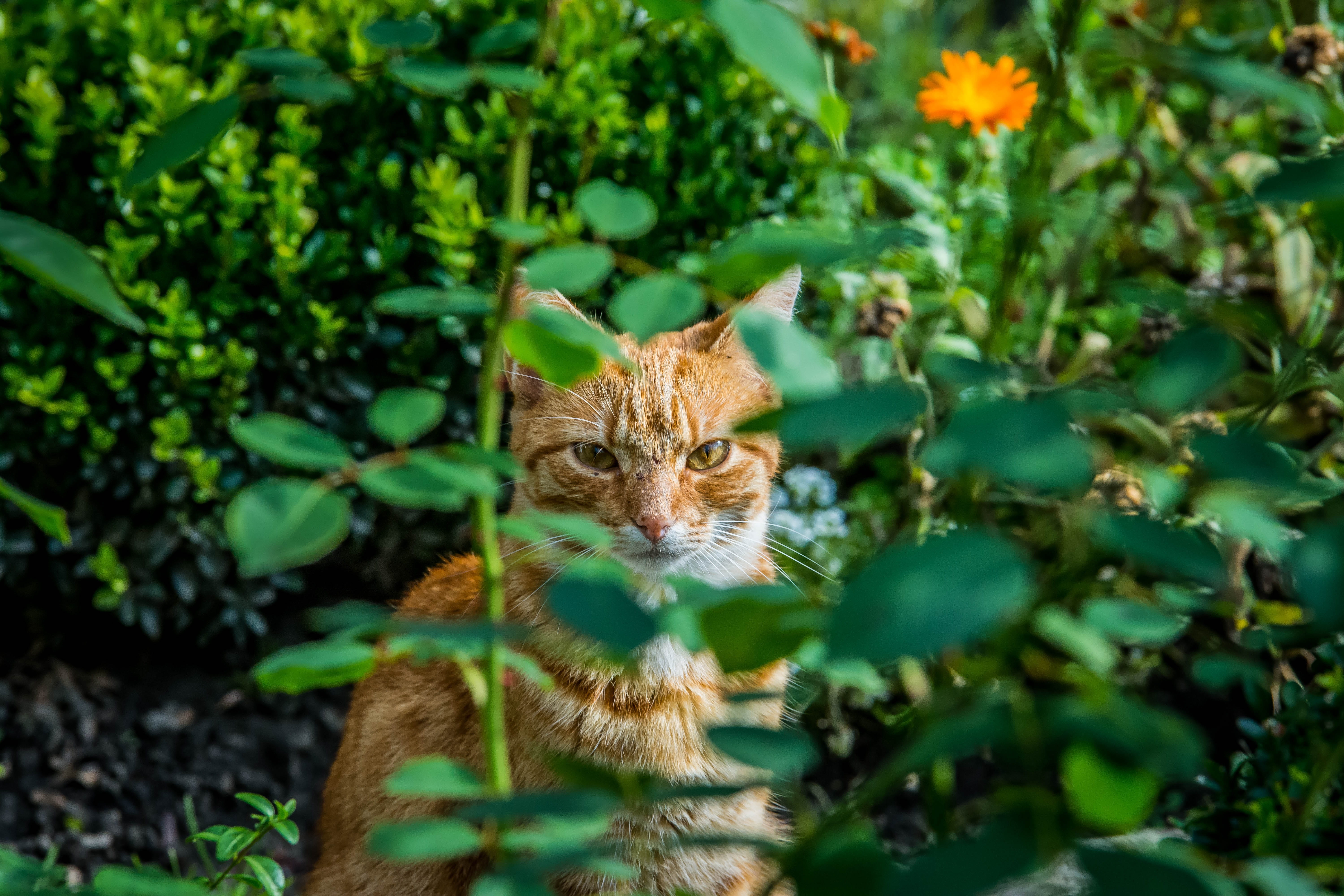 tomcat, domestic, flowers, tabby, one animal, day, mammal, beside, vertebrate, 5K, feline, foliage, rudy, plant part, pets, selective focus, red cat, domestic animals, HD Wallpaper
