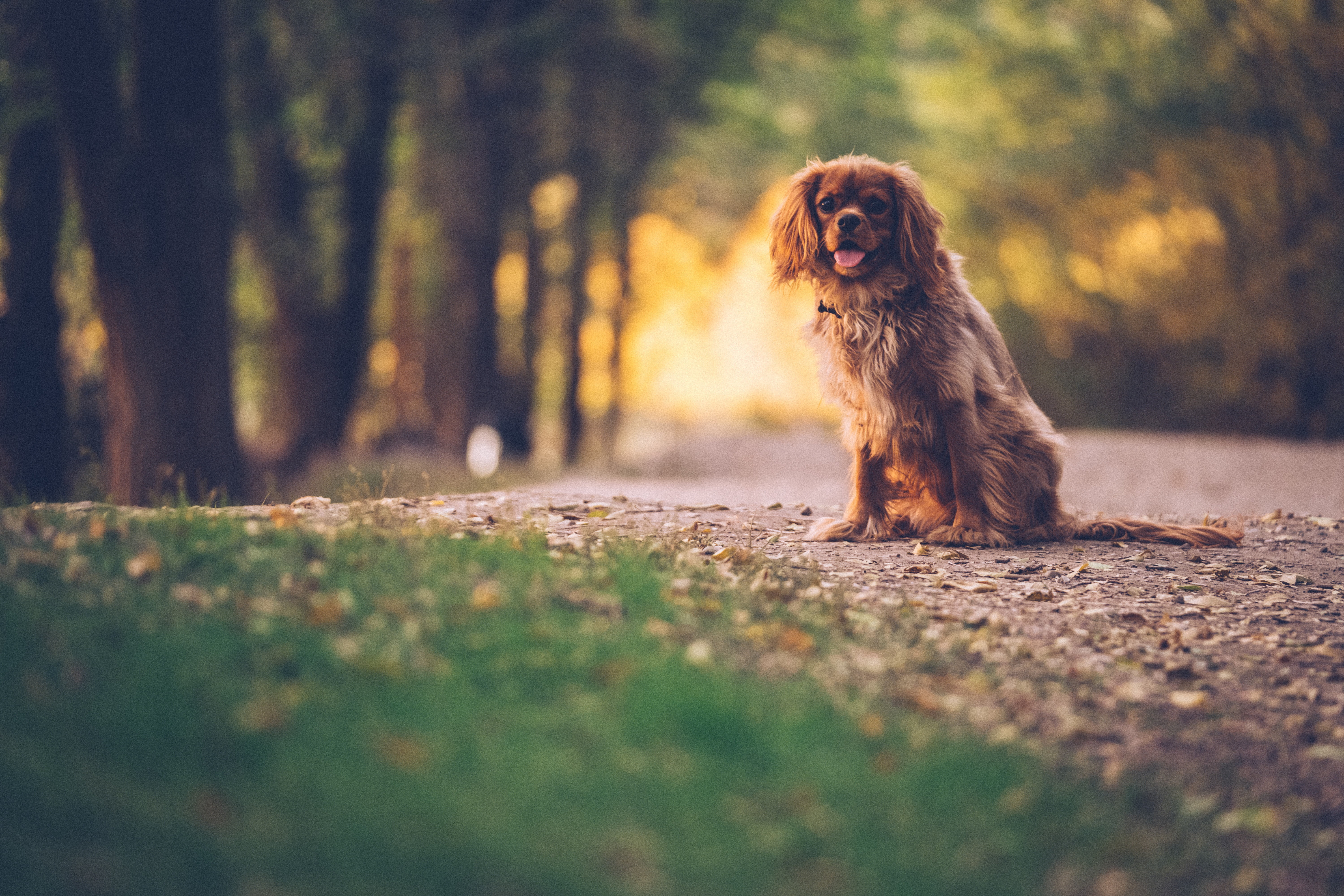 sunlight, near, purebred dog, sitting, forest, spaniel, english, dog, animal themes, grass, nature, plant, daytime, king, one animal, charles, road, domestic, HD Wallpaper