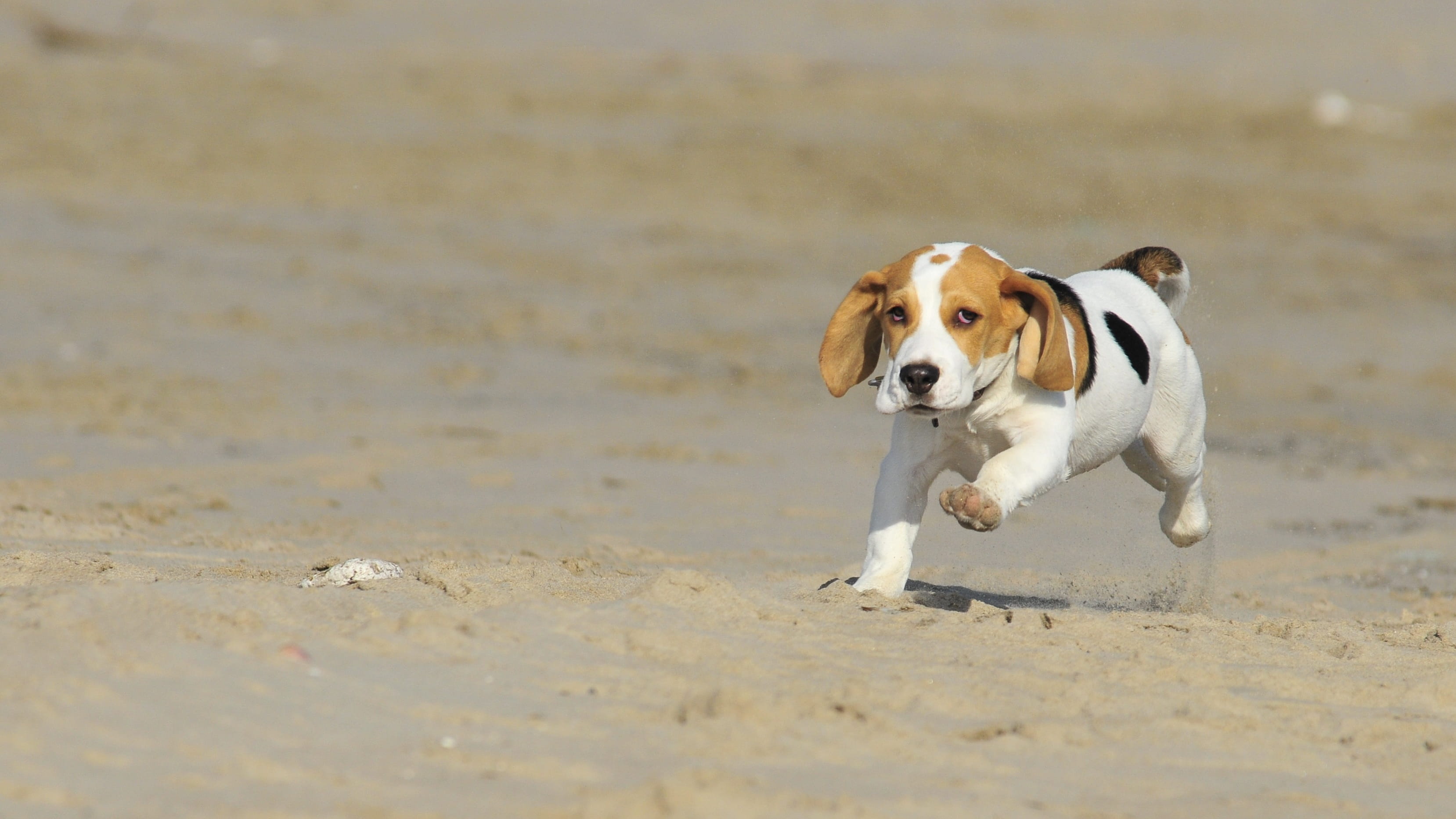 white, look, beach, one Animal, canine, mammals, border collie, dog, loving, domestic animals, Pet, motion, pet, brown, domestic, hound, pets, day, purebred Dog, HD Wallpaper