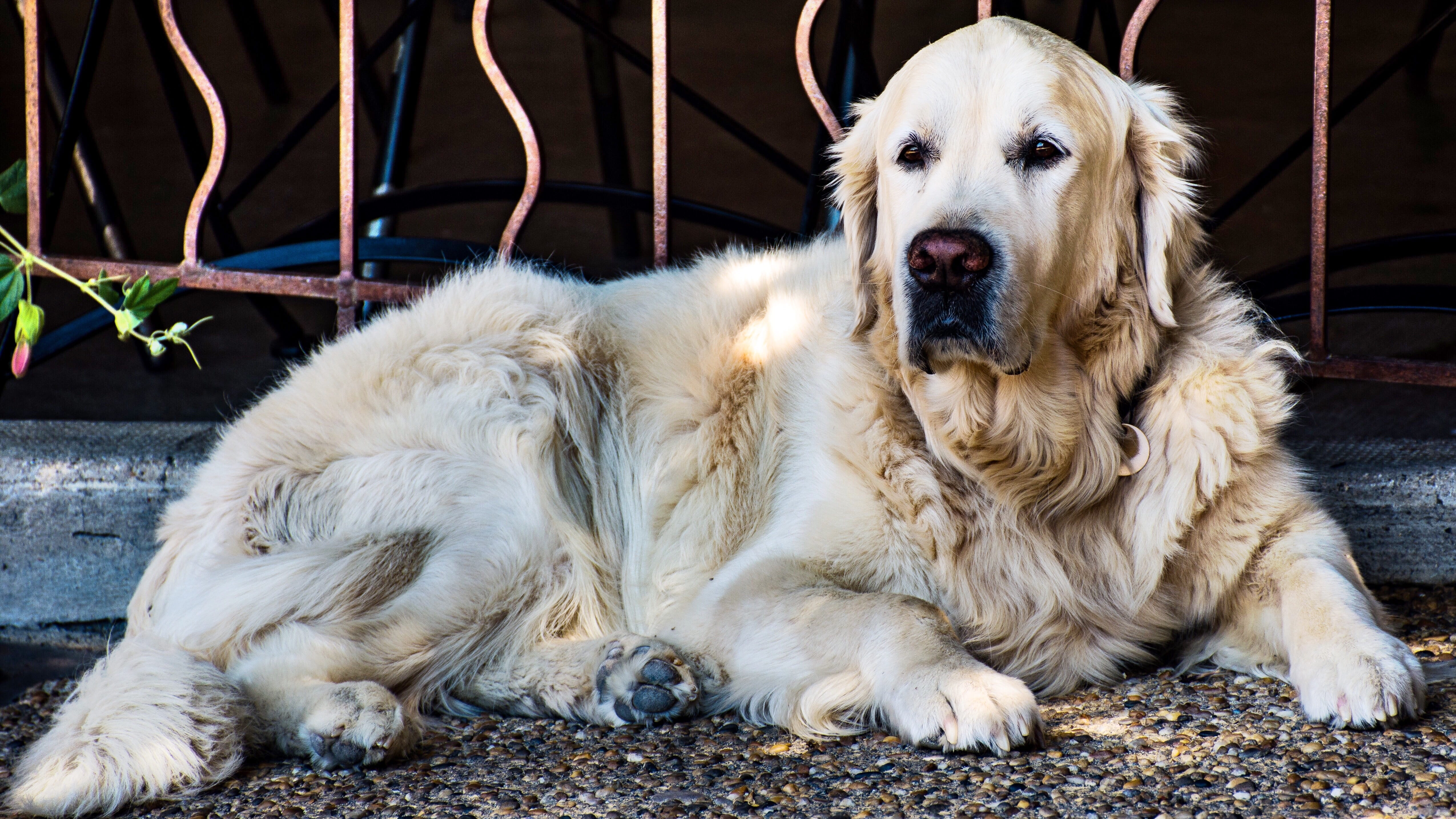 day, guardian, pets, friendly, relaxation, canine, dog, beautiful animal, nature, water dog, resting, animal, intelligent breed, docile, portrait, domestic animals, HD Wallpaper
