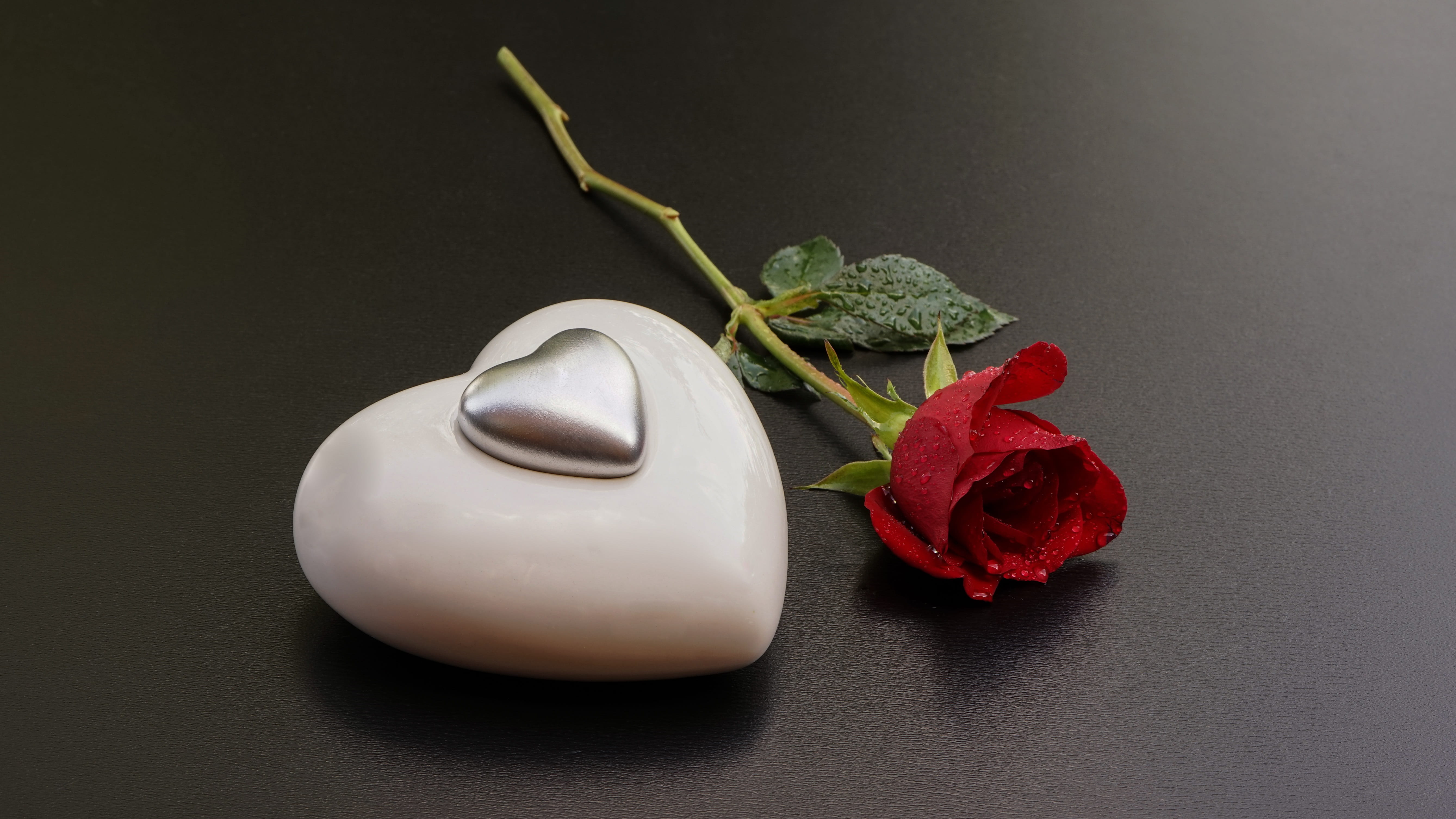 white, declaration of love, close-up, black background, food and drink, nature, flower, love, silver, plant, freshness, fragility, indoors, symbol, gray background, HD Wallpaper