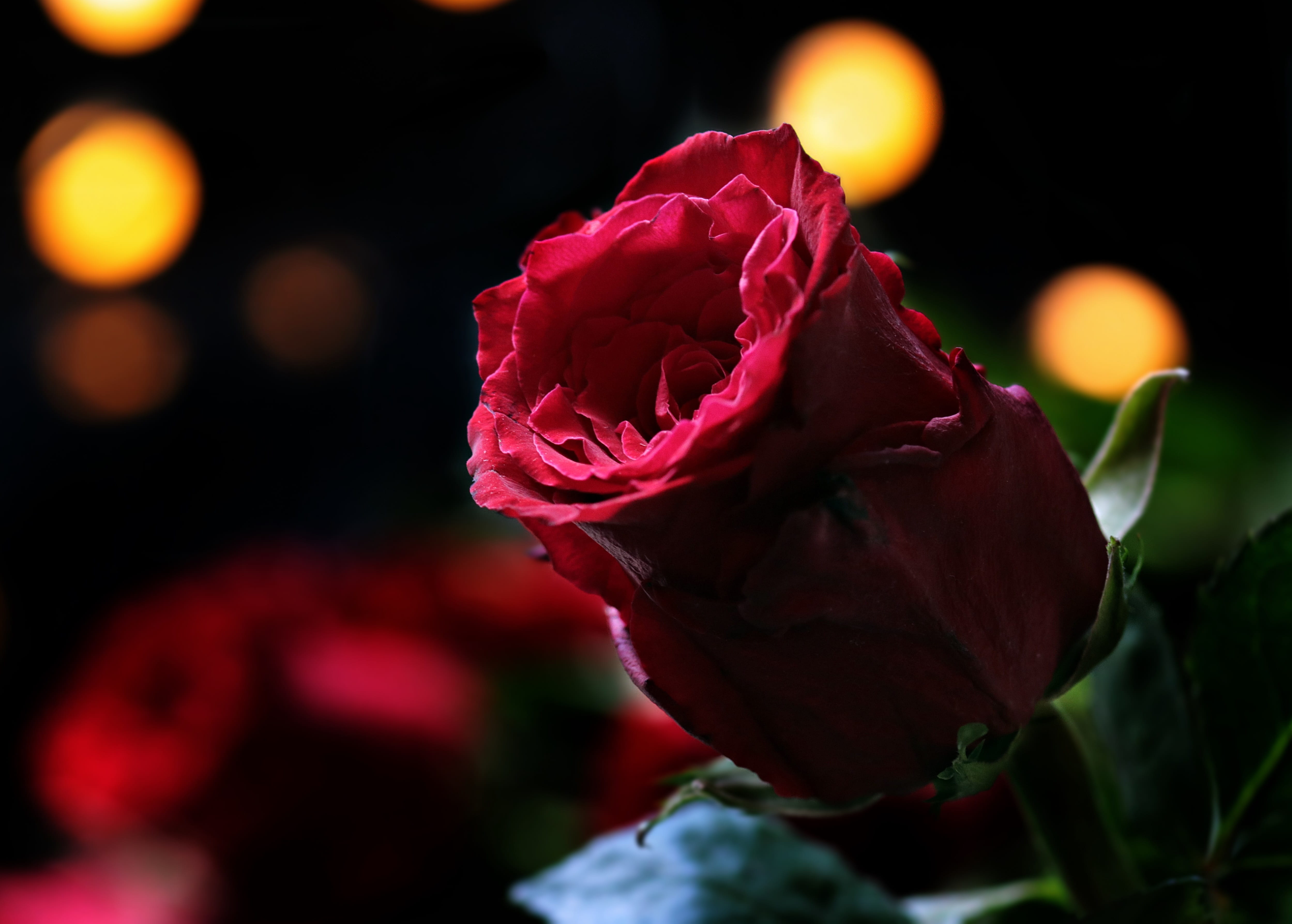 nature, postcard, 4K, black background, floribunda, close-up, floral greeting, no people, flower, photography, flower head, bright, valentines day, rose - flower, HD Wallpaper