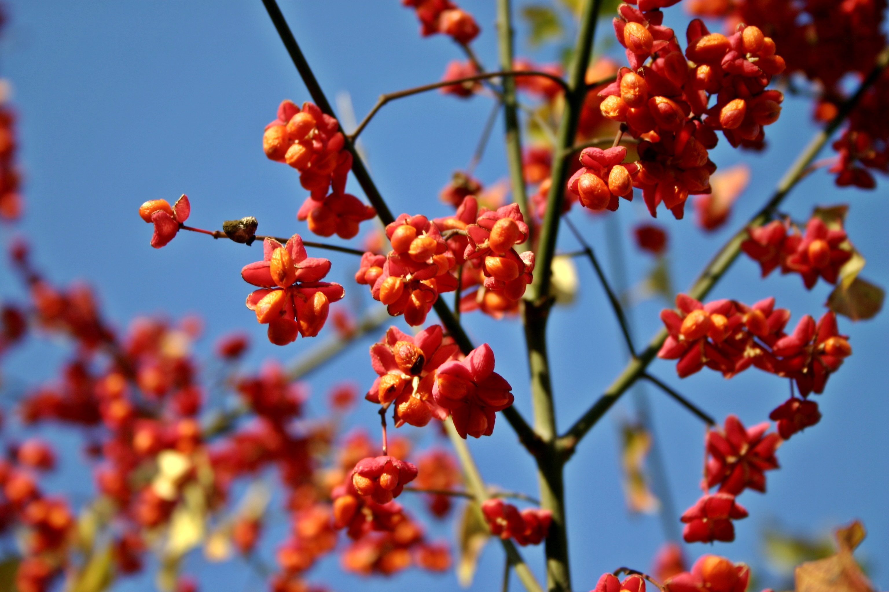 flower, freshness, spindle, low angle view, ordinary, beauty in nature, poisonous plant, outdoors, focus on foreground, growth, plant, no people, close-up, HD Wallpaper