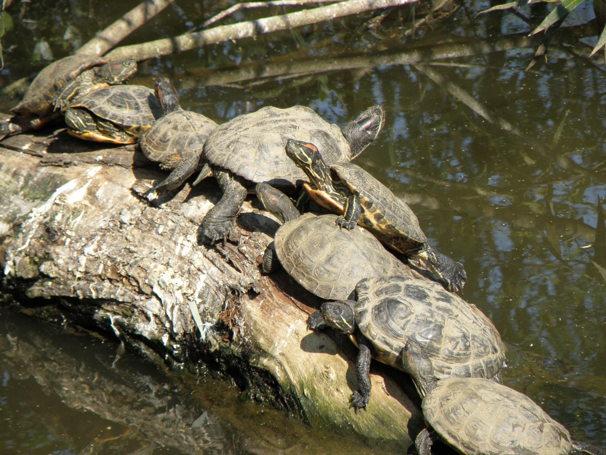 group, animals in the wild, day, sun, animal shell, animal themes, amphibian, group of animals, turtle, nature, strain, no people, vertebrate, reptile, HD Wallpaper