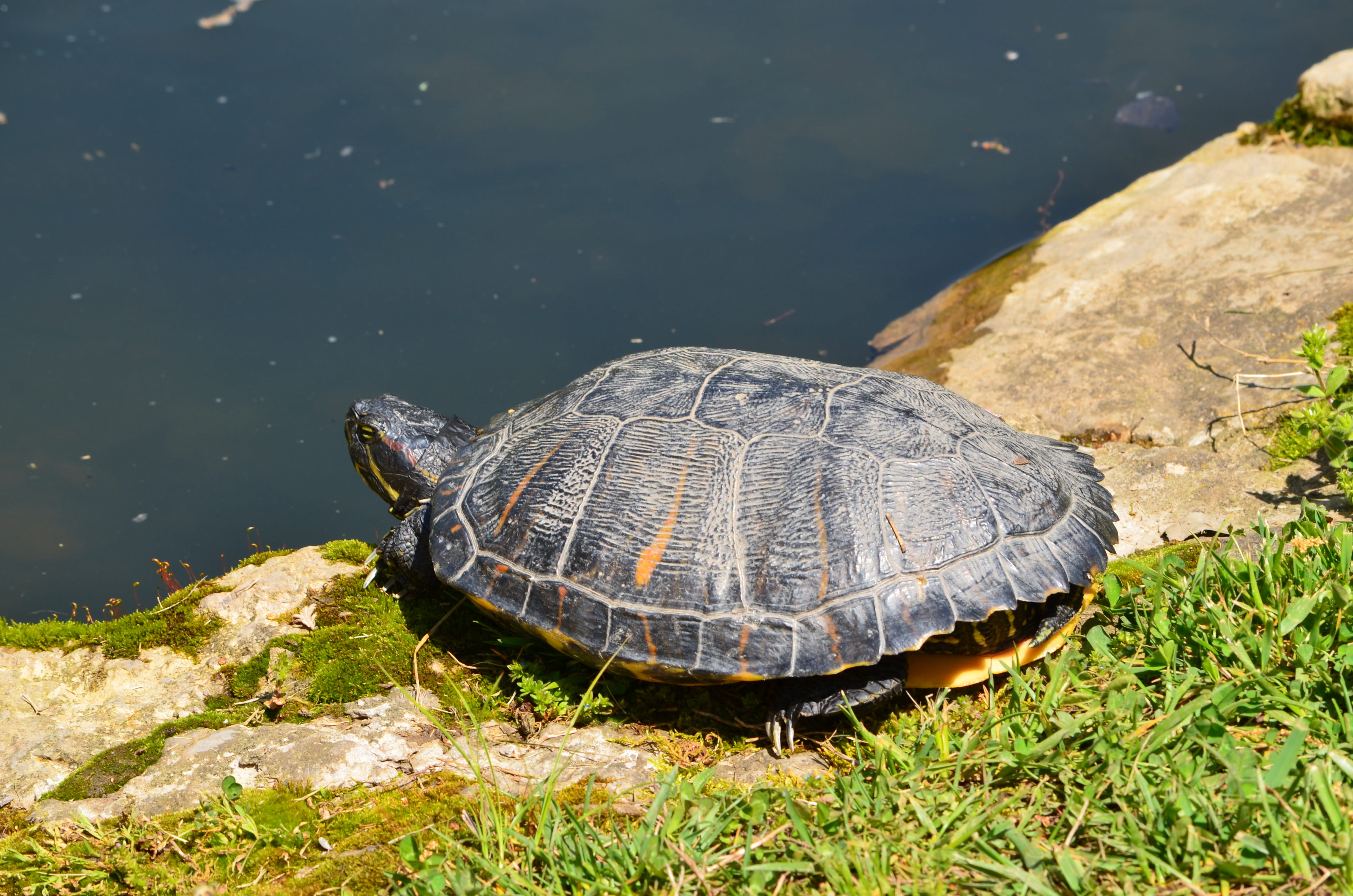vertebrate, shell, animal, armor, day, animal themes, no people, solid, semi-aquatic, Turtle, nature, rock - object, outdoors, high angle view, animal Shell, HD Wallpaper