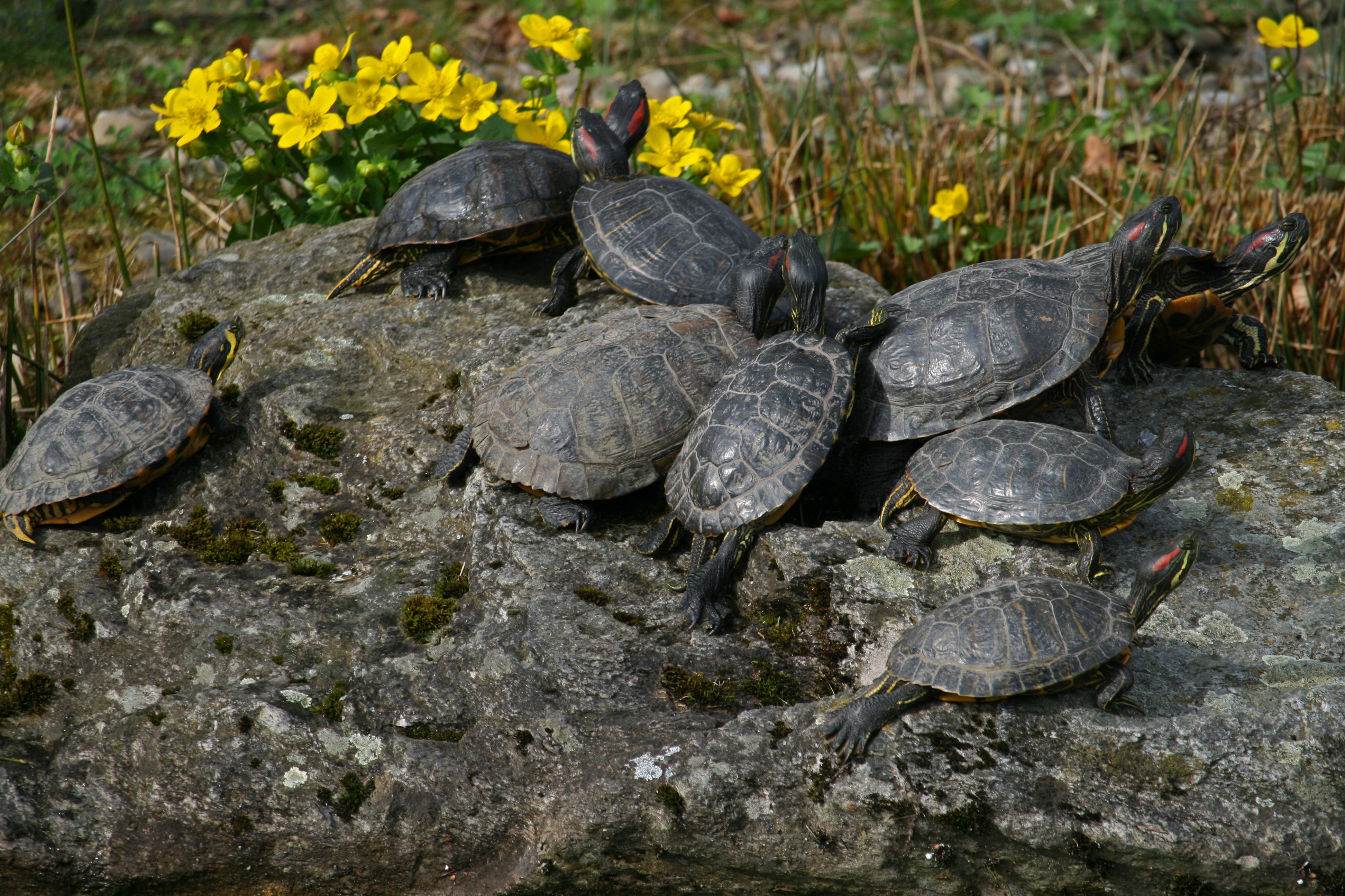 group of animals, tortoise, nature, high angle view, rock - object, turtle, animals in the wild, vertebrate, solid, rock, water, animal themes, shell, animal, HD Wallpaper