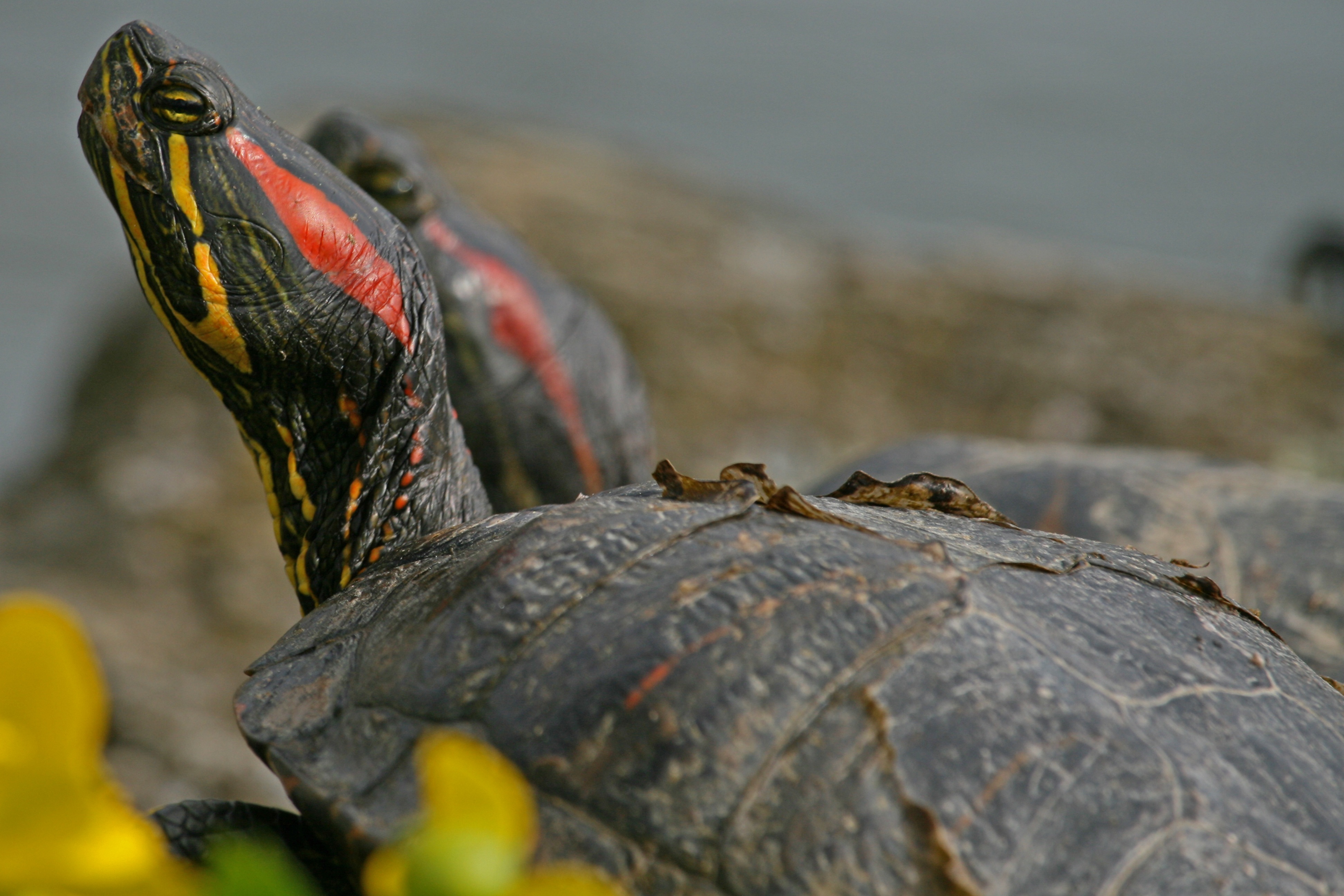 vertebrate, animal wildlife, close-up, no people, day, one animal, selective focus, outdoors, animal, iguana, reptile, animal themes, animals in the wild, HD Wallpaper