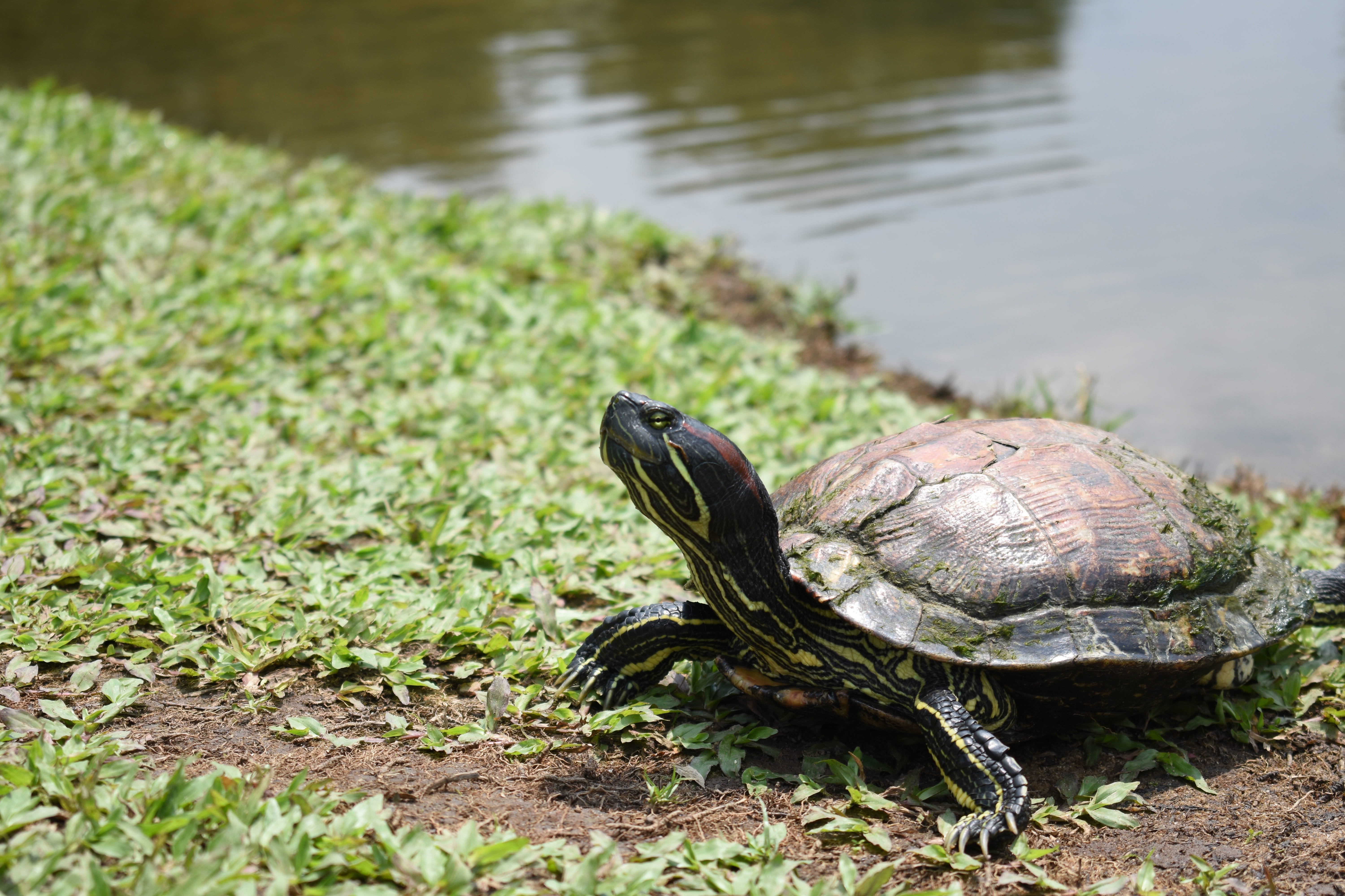 turtle, nature, wild, 5K, red-eared slider, aquatic, focus on foreground, landscape, animal wildlife, vertebrate, tortoise shell, green, slider, lake, HD Wallpaper