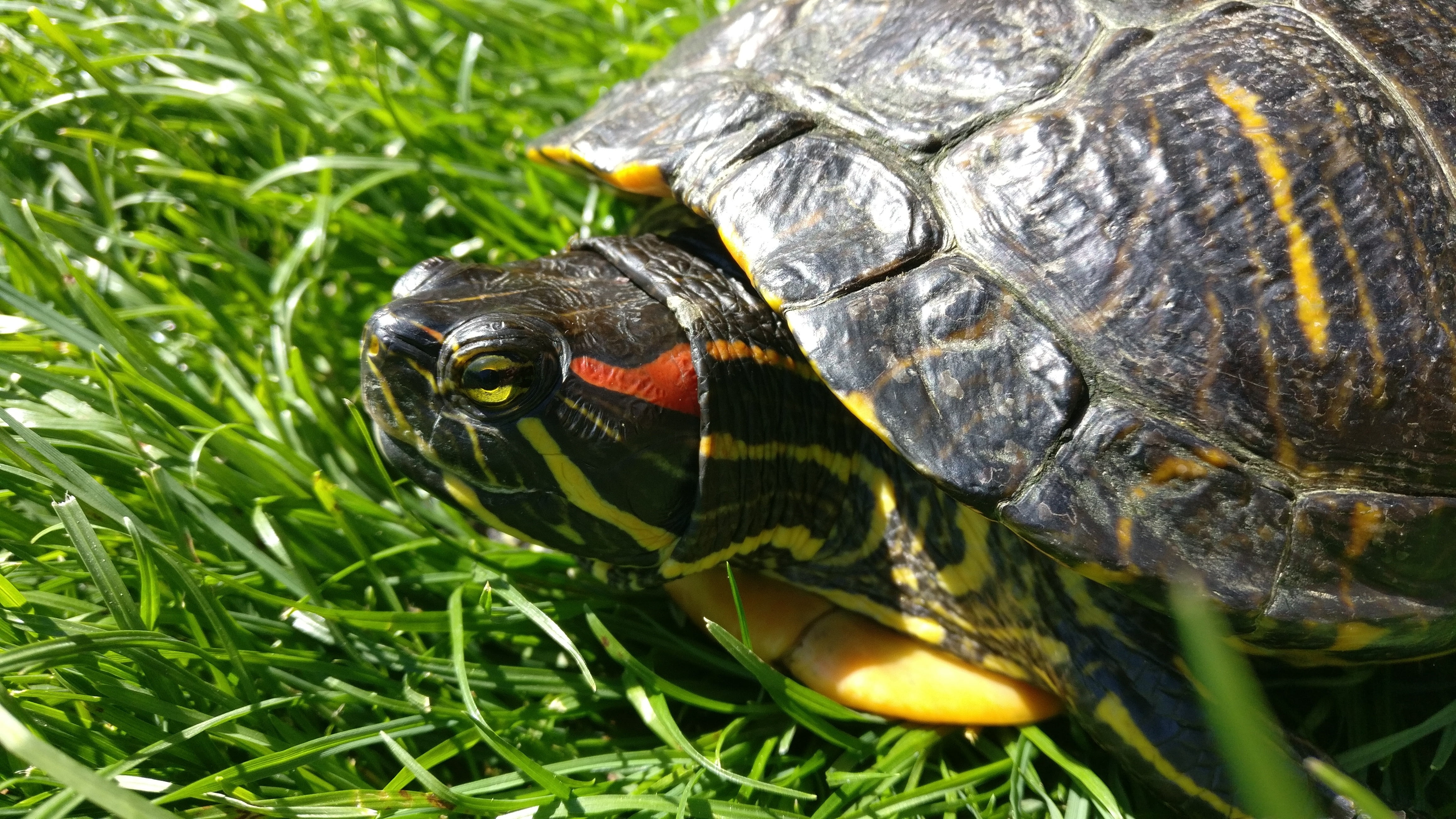 animal head, tortoise shell, nature, day, reptile, vertebrate, plant, animal shell, 4K, animals in the wild, green color, animal, red-eared slider turtle, HD Wallpaper