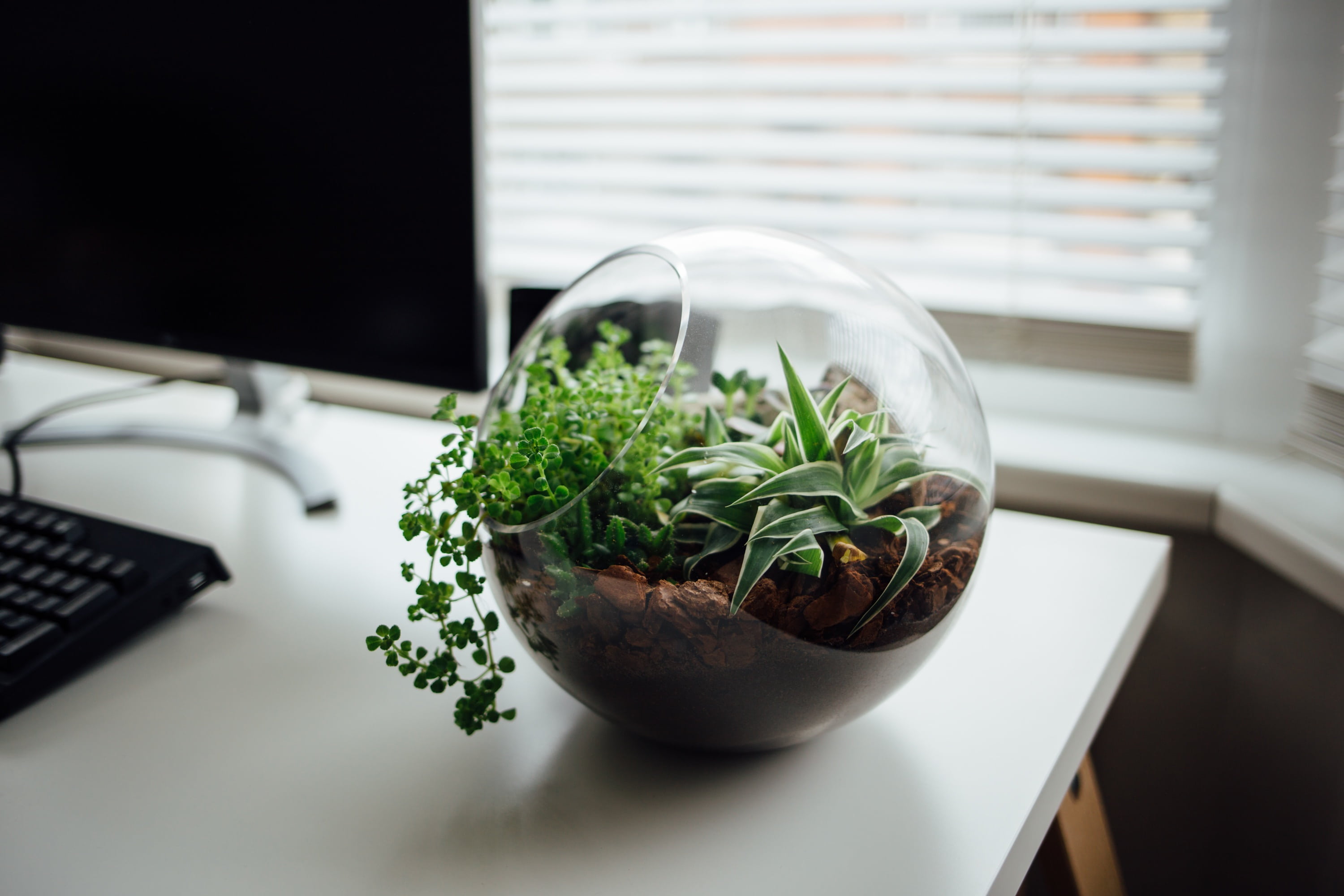 table, leaf, technology, plant, clear, 2K, terrarium, interior, day, food, design, no people, houseplant, electronics, wooden, herb, computer, growth, HD Wallpaper
