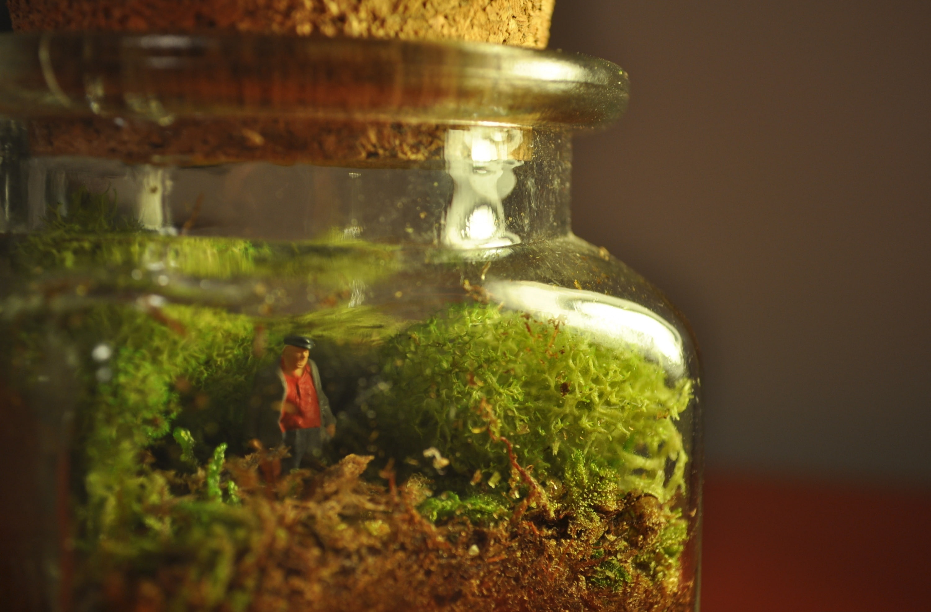 animal themes, transparent, Moss, glass - material, indoors, jar, close-up, still life, one animal, container, Twig, plant, water, 2K, vertebrate, bottle, HD Wallpaper