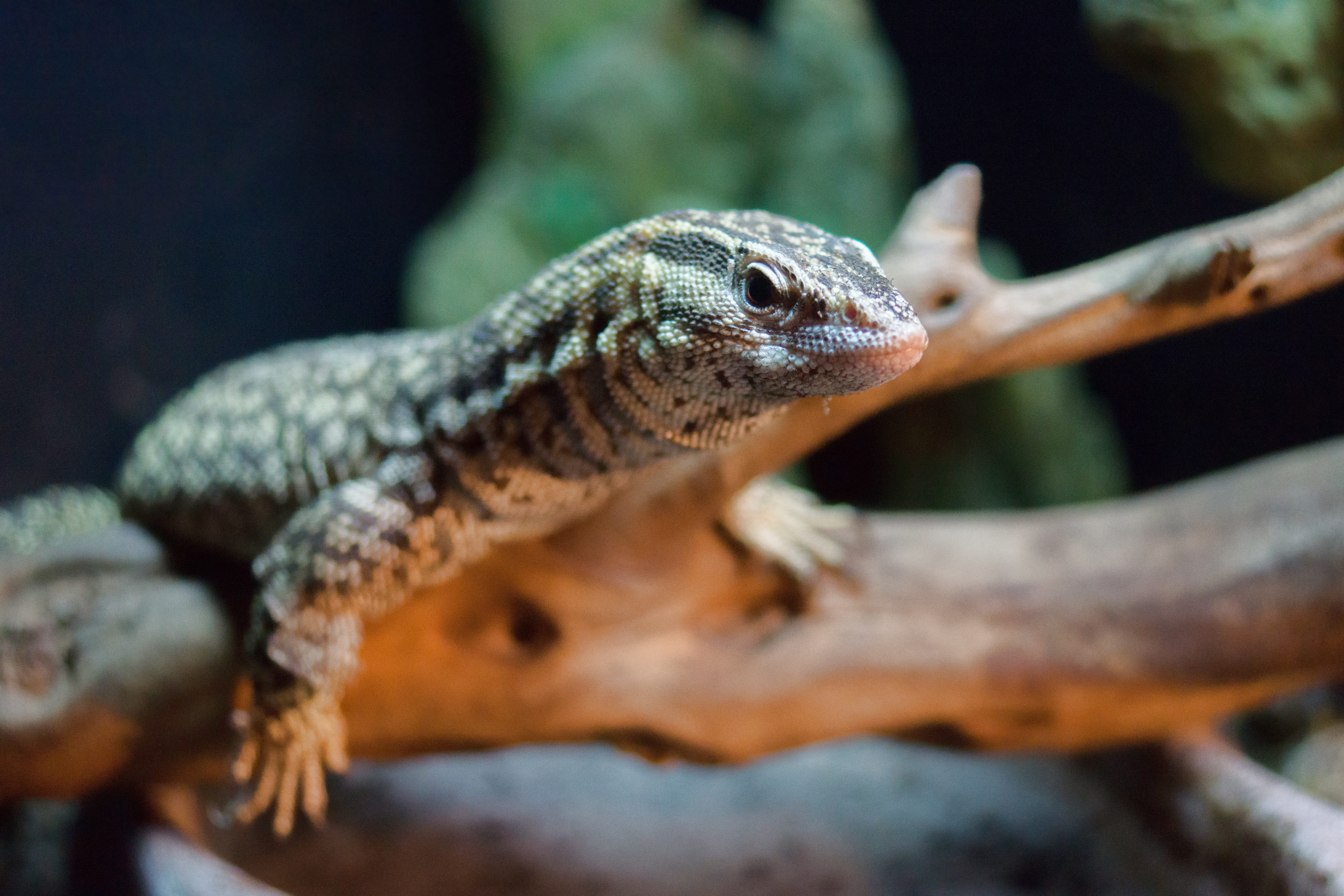 animals in the wild, exotic, close-up, outdoors, day, lizard, animal, vertebrate, animal themes, reptile, profile view, animals in captivity, one animal, HD Wallpaper