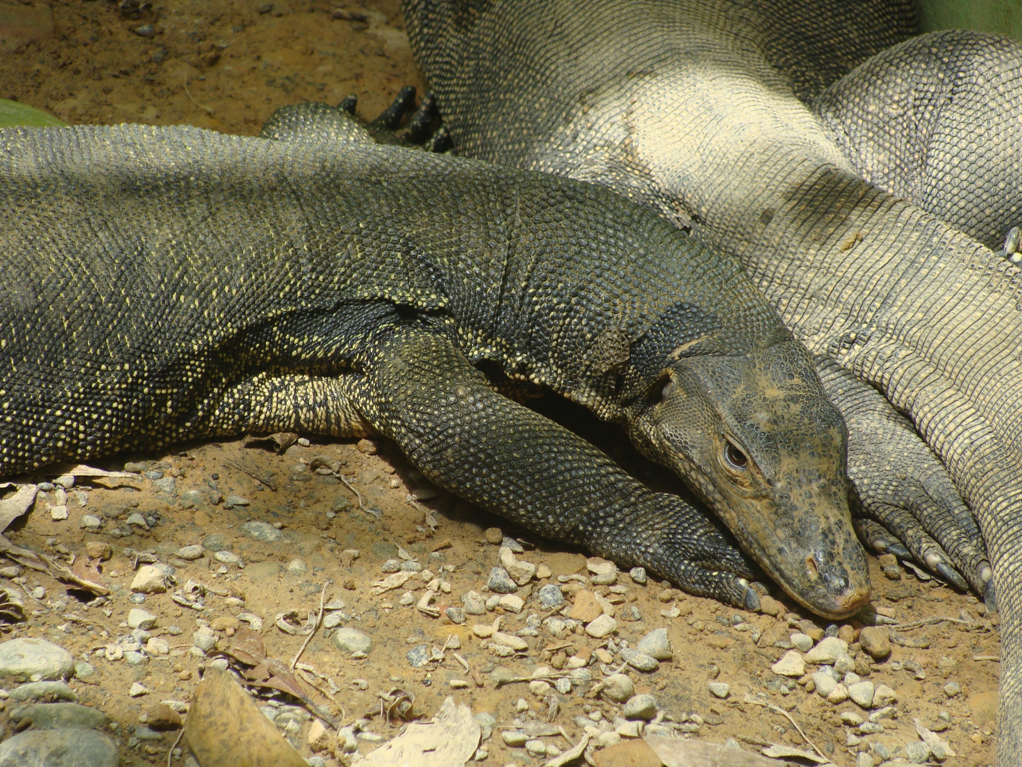 rock, solid, reptile, animal wildlife, vertebrate, land, lizard, one animal, monitor, day, scaly, close-up, no people, relaxation, iguana, nature, 2K, HD Wallpaper