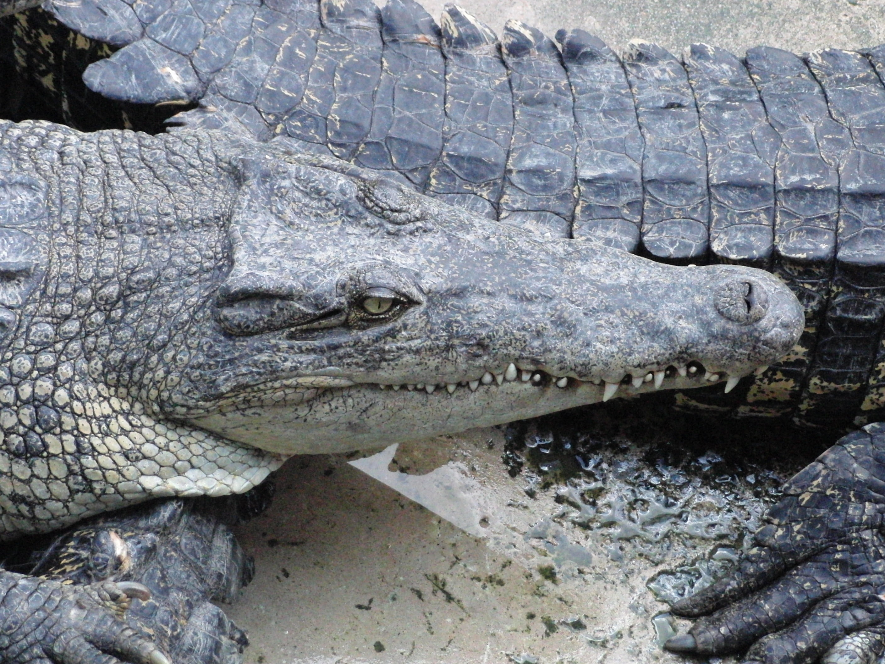 snout, day, 2K, vertebrate, nature, closeup, animals, crocodile farm, crocodiles, danger, animal themes, reptiles, creeping things, lies, outdoors, animal scale, HD Wallpaper