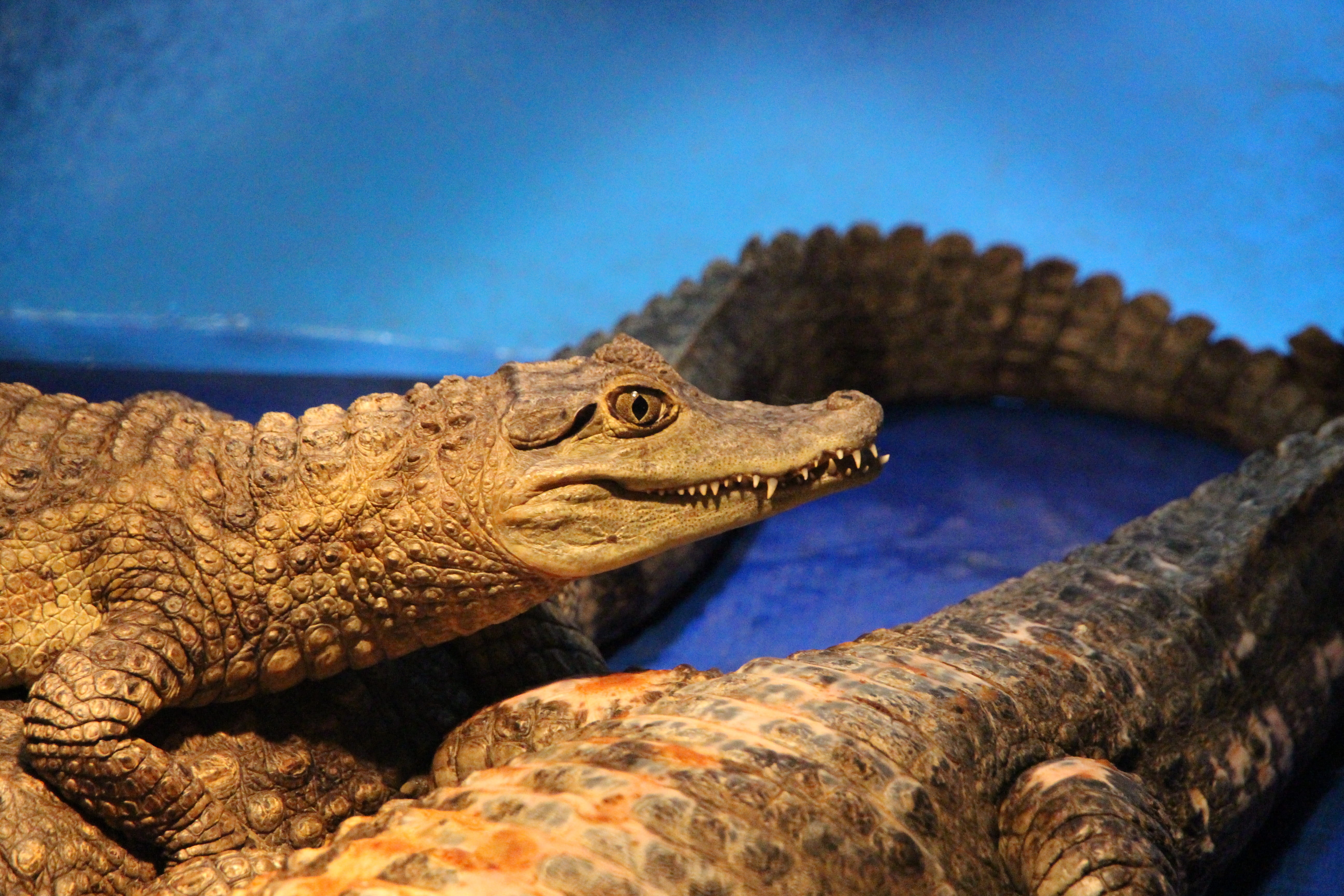 dangerous animal, caiman crocodilus, rock, side view, creeping things, animals, teeth, profile view, crocodile, reptiles, water, one animal, animal body part, HD Wallpaper
