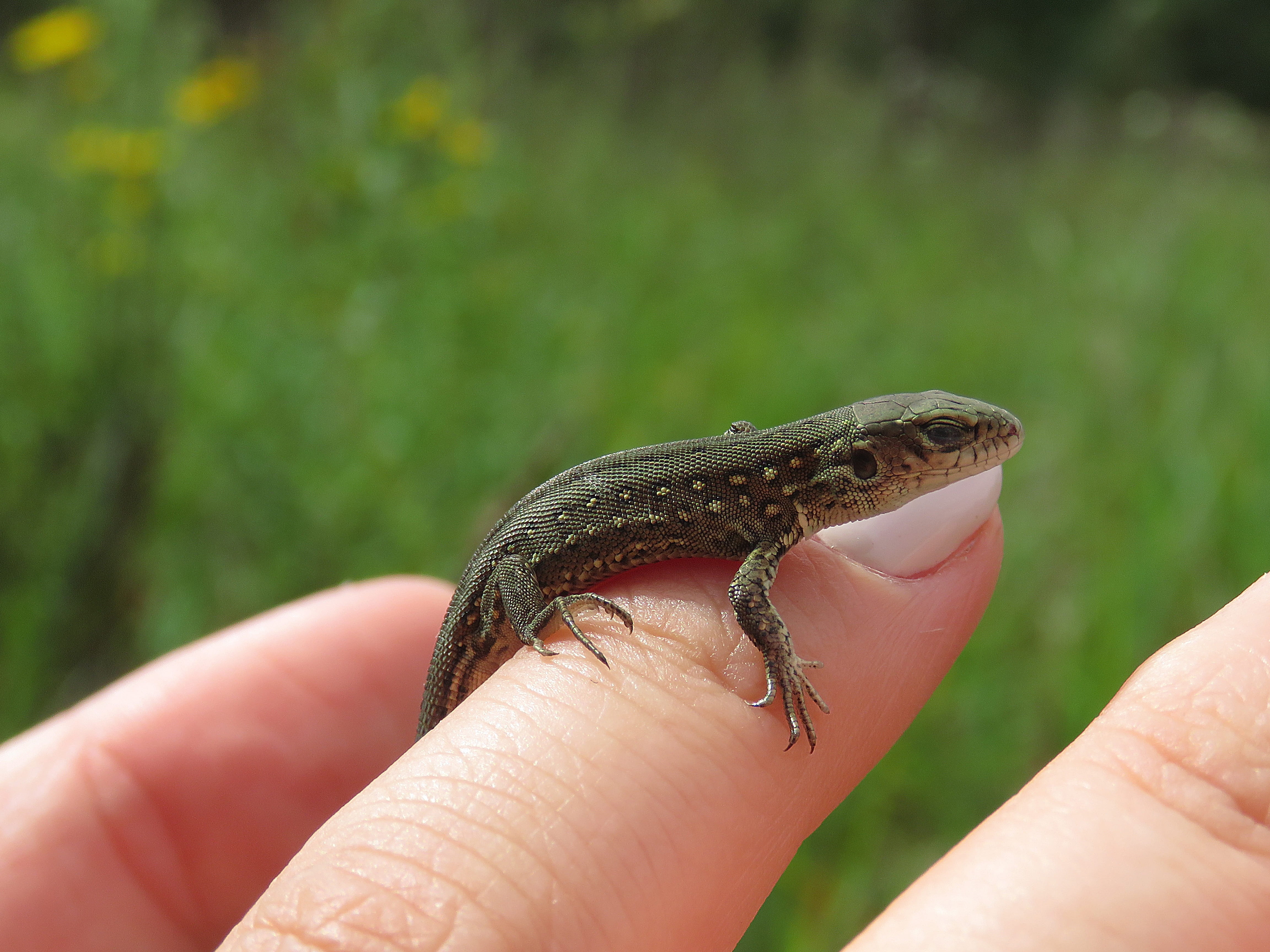 day, hand, one person, human finger, finger, creeping things, animal, unrecognizable person, vertebrate, reptiles, lizard, focus on foreground, real people, HD Wallpaper