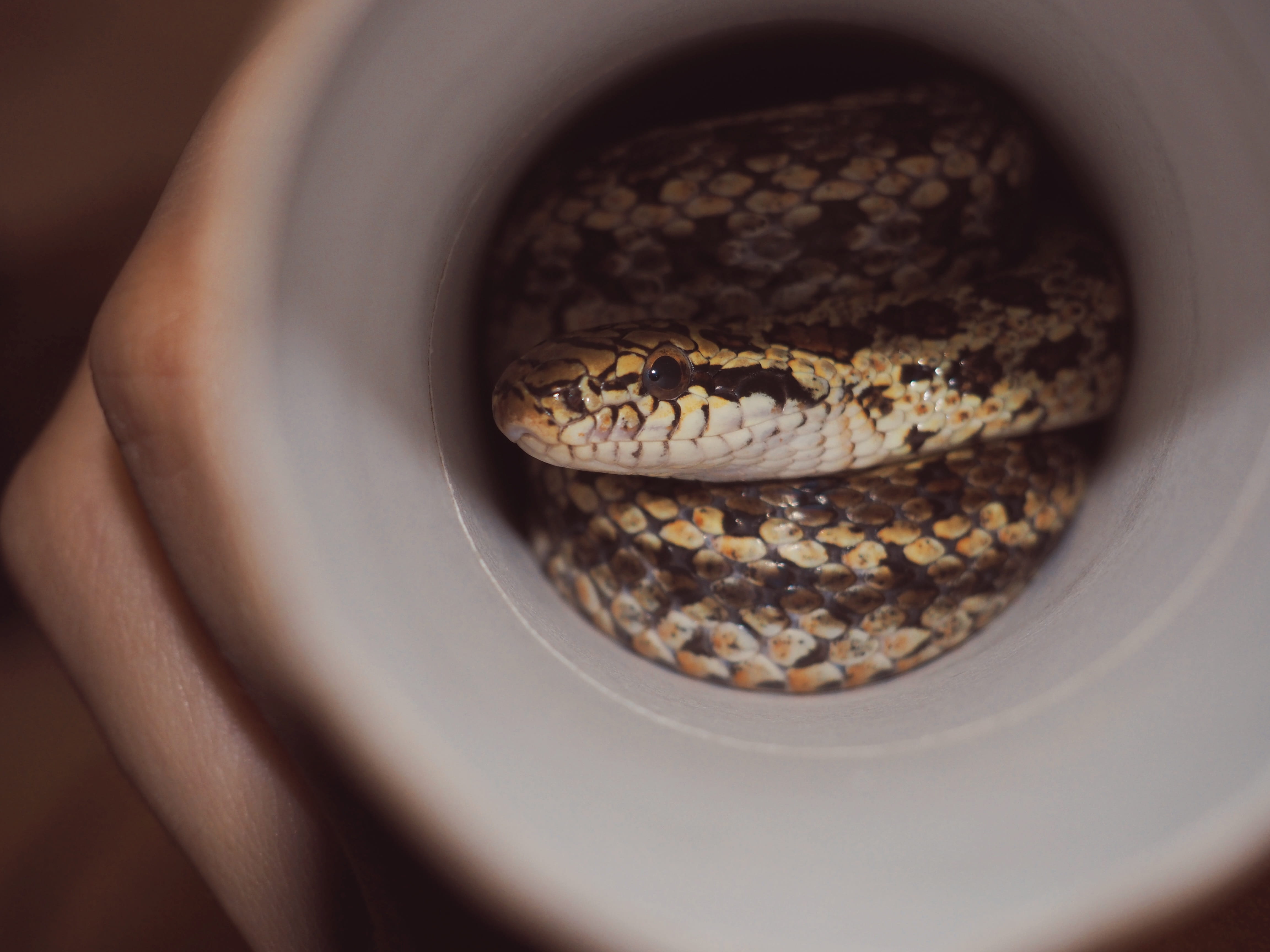 4K, hand, beautiful woman, close-up, Scales, Reptile, reptile, animal body part, selective focus, food and drink, Animals, scales, one animal, one person, HD Wallpaper