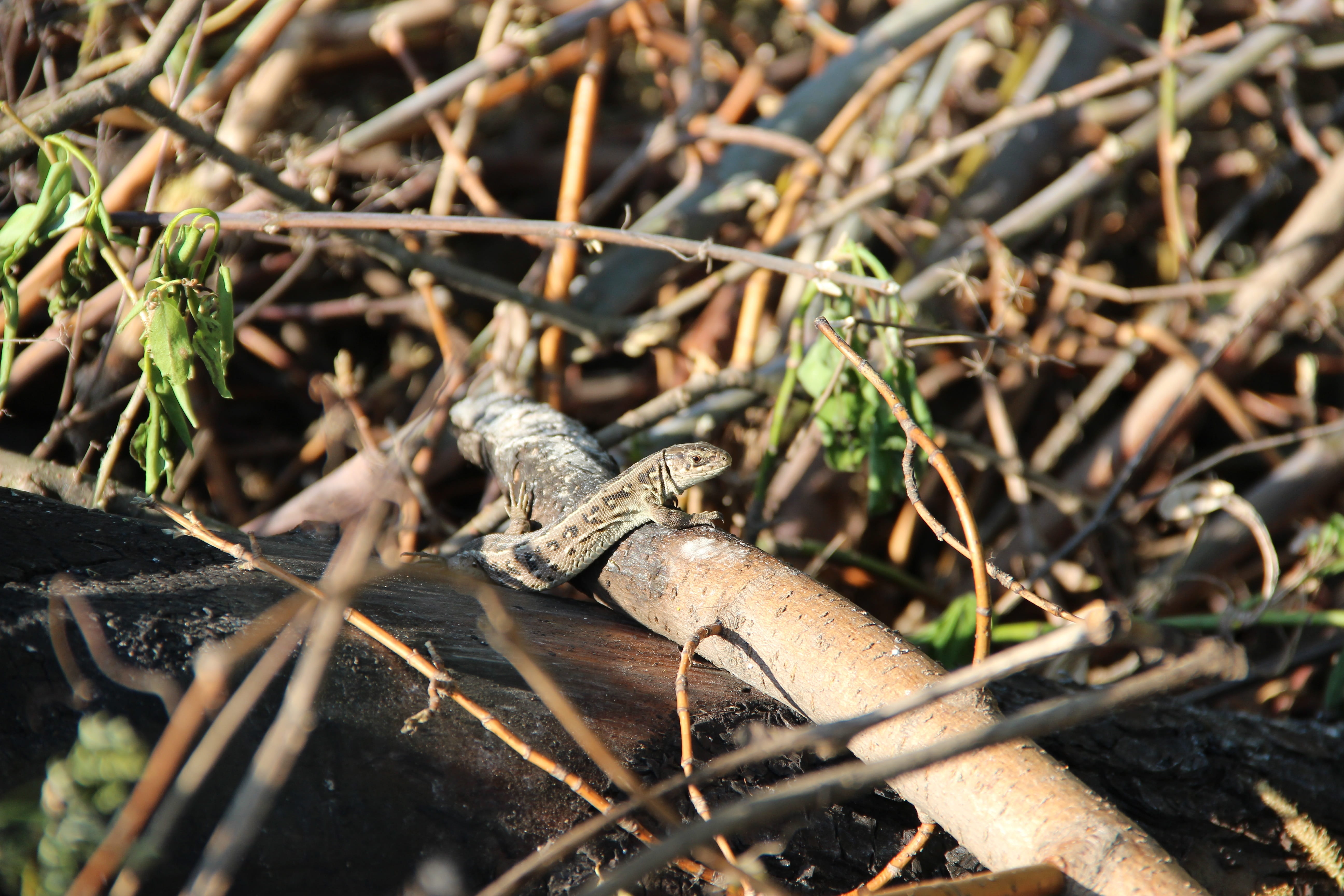 field, outdoors, selective focus, reptile, plant part, stick - plant part, 5K, animals, lizard, one animal, twig, close-up, vertebrate, plant, view, no people, HD Wallpaper