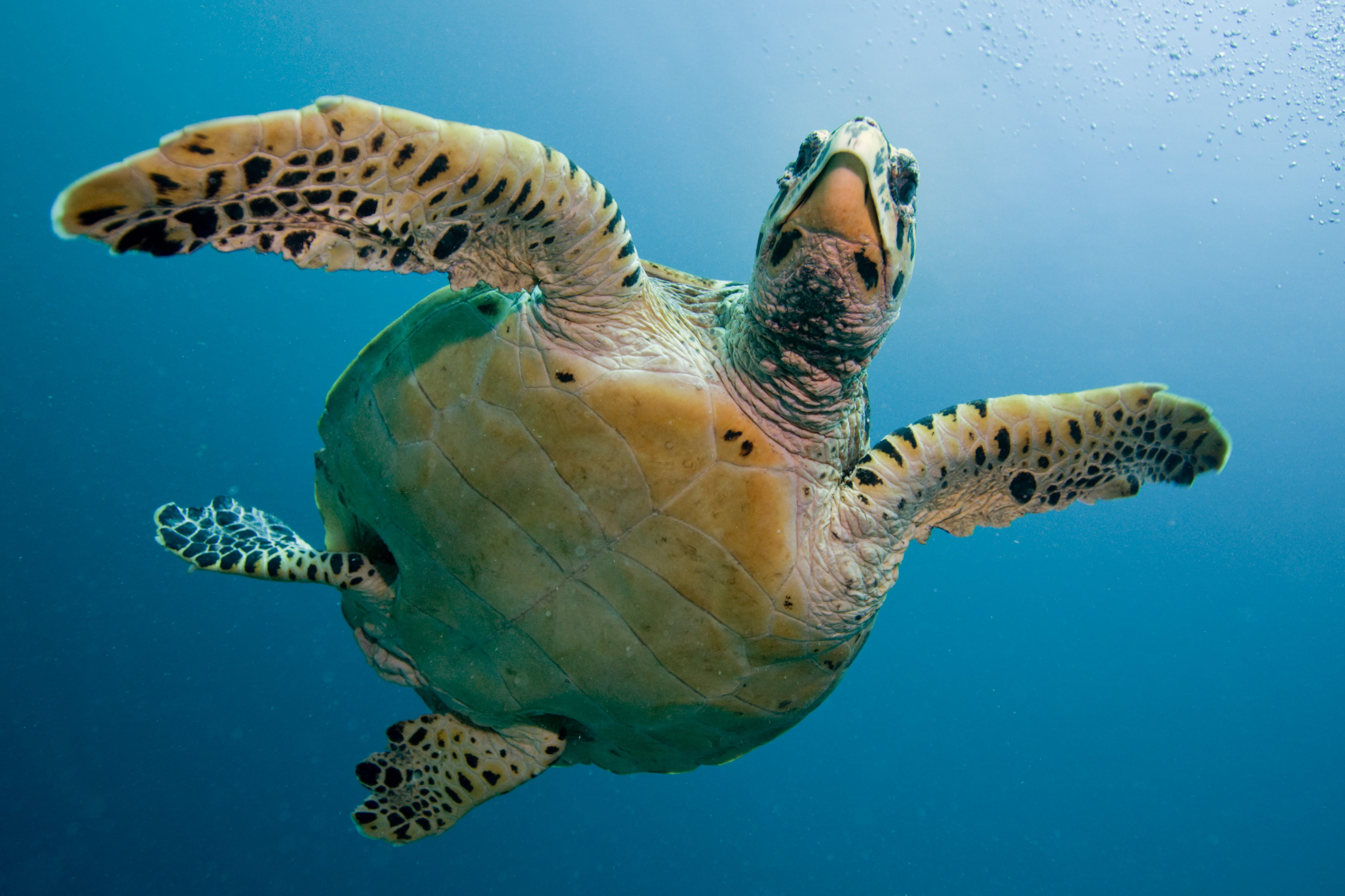 reptile, water, nature, immersion, animal themes, marine, sea, turquoise colored, fish, turtle, sea turtle, animals in the wild, one animal, tortoise, deep, HD Wallpaper