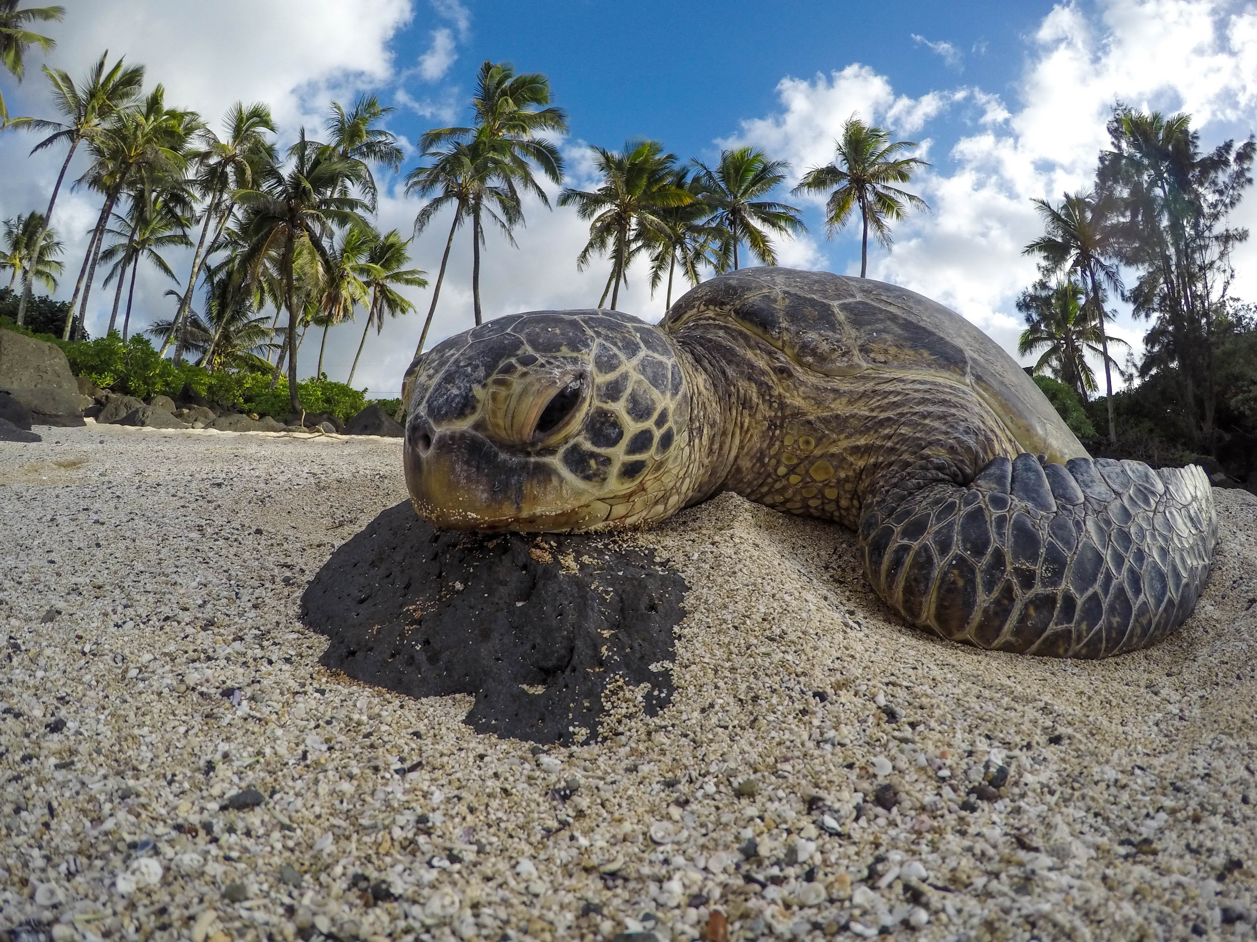 shoreline, animal, land, sand, turtle, rock, hawaii, palm tree, tropical, no people, shell, reptile, water, animal wildlife, one animal, outdoors, lazy, HD Wallpaper