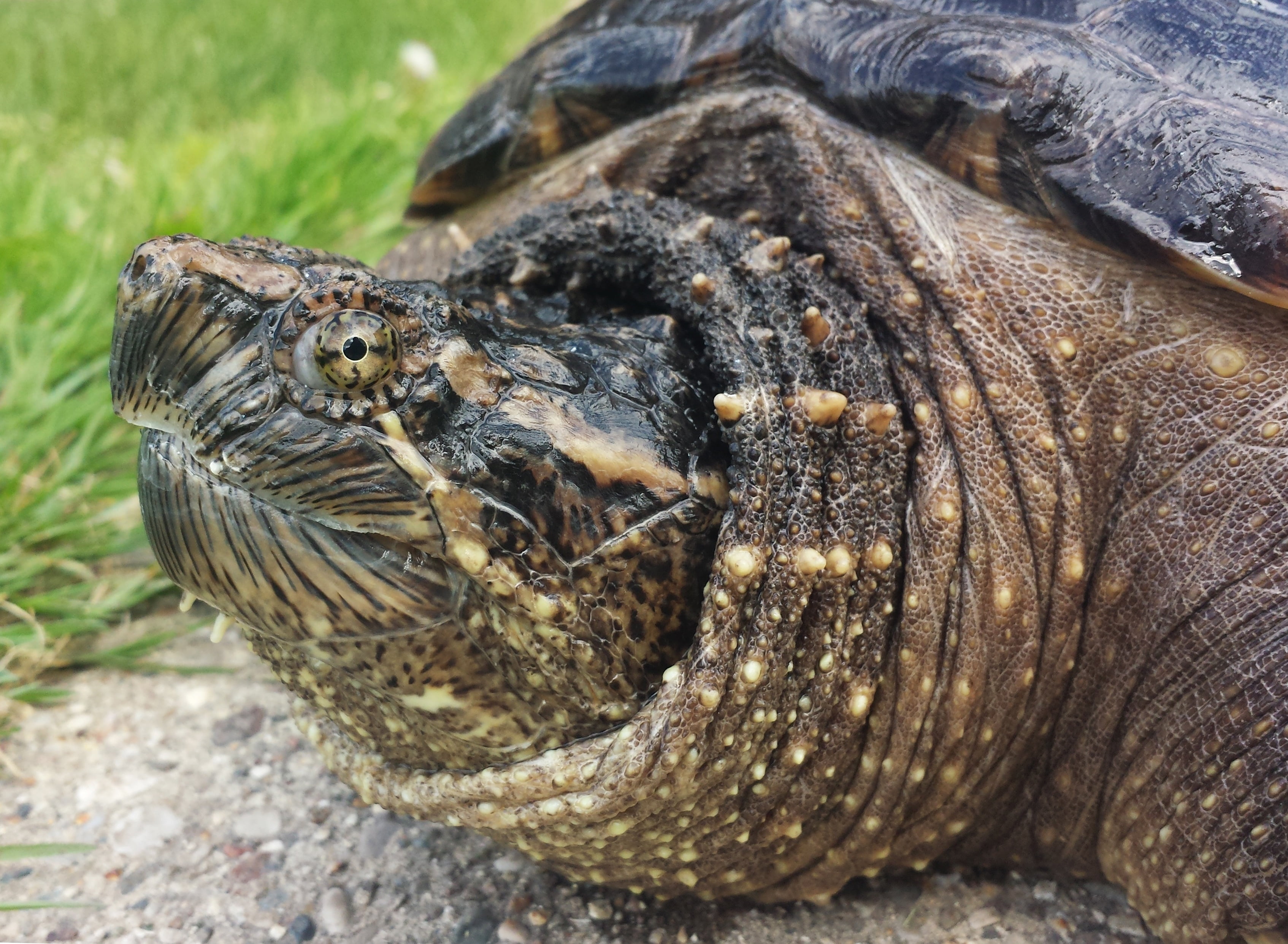 head, 2K, animal themes, armor, nature, crocodile, animal wildlife, land, focus on foreground, tortoise, brown, no people, one animal, animal, reptile, HD Wallpaper