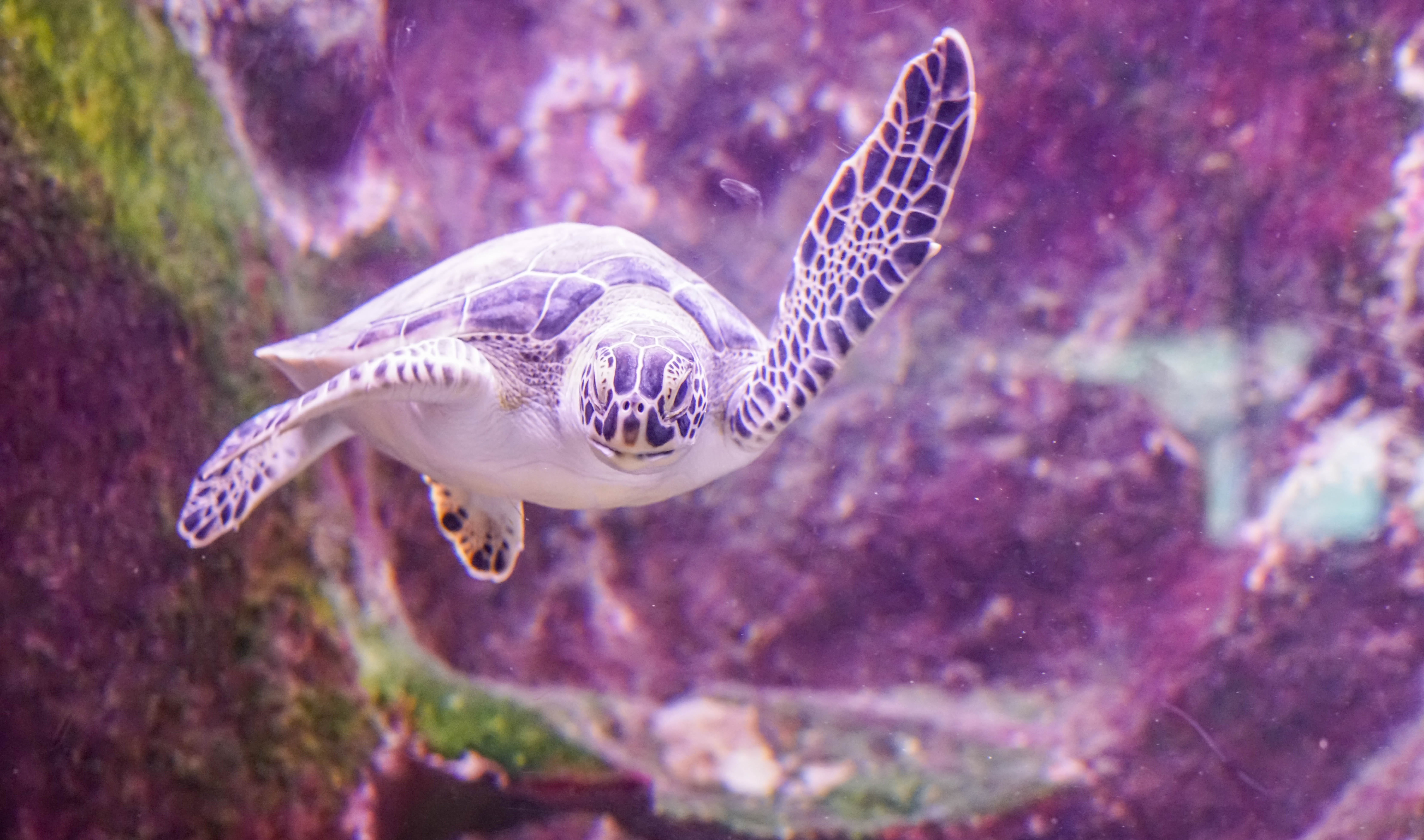scuba Diving, marine, one animal, tropical, 5K, animals in captivity, wildlife, animal wildlife, sea Life, close-up, underwater, reptile, fish, animal, HD Wallpaper