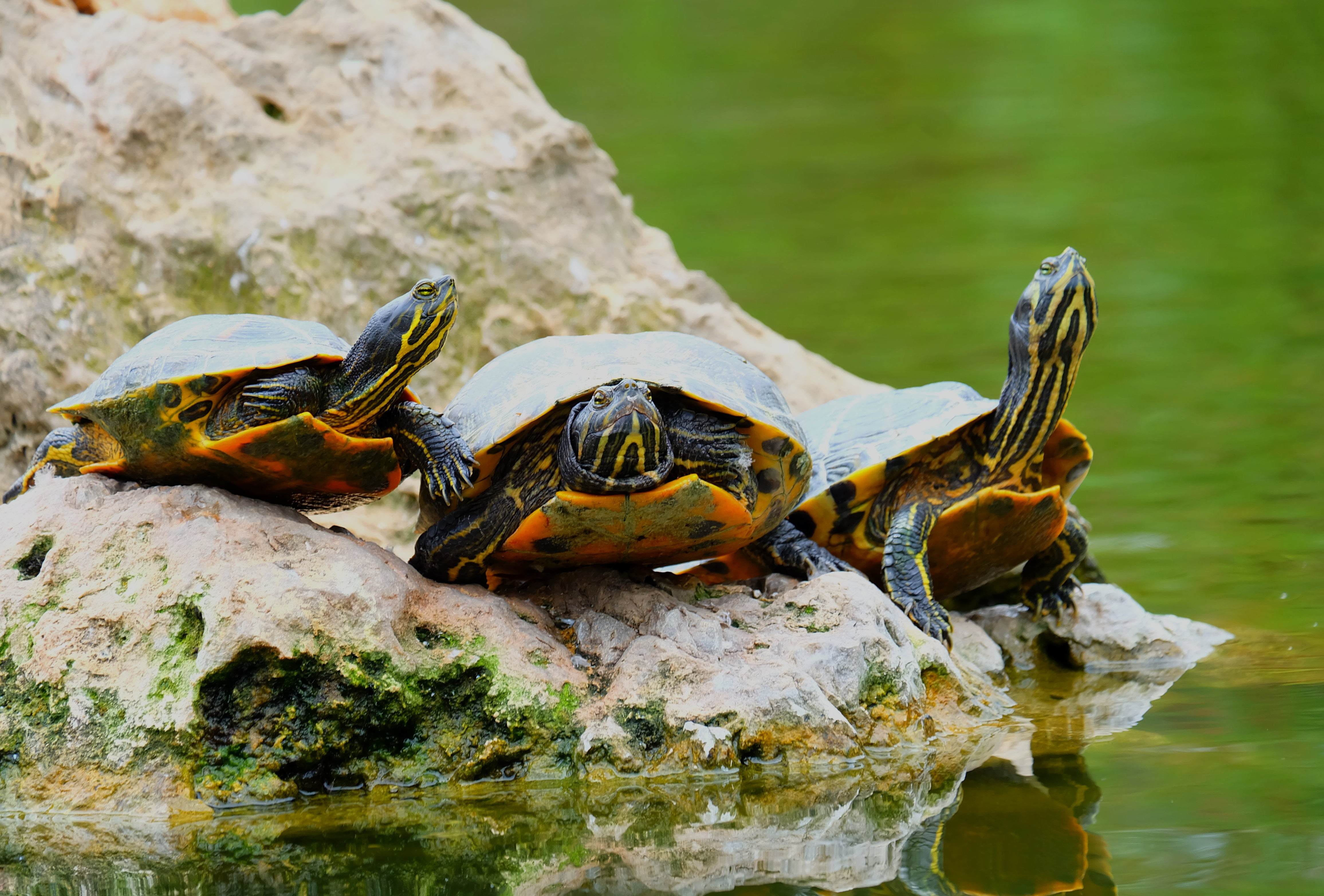 focus on foreground, stones, day, aquatic Reptile, three, sea, close-up, cute, summer, animal, animal wildlife, rock - object, one animal, solid, animal Shell, HD Wallpaper