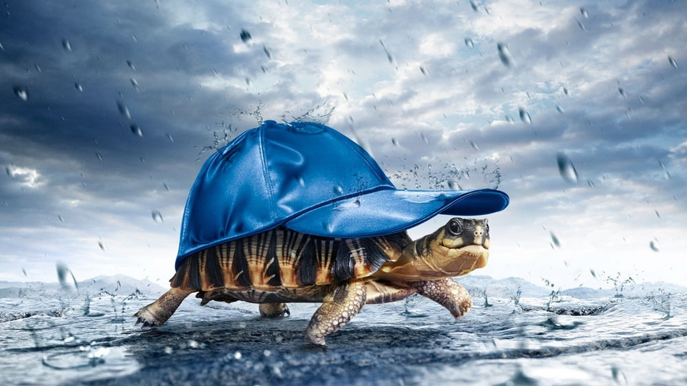 no people, 720P, turtle, winter, hat, water, sky, vertebrate, nature, outdoors, day, humor, one animal, blue, animal, cloud - sky, marine, animals, animal themes, HD Wallpaper