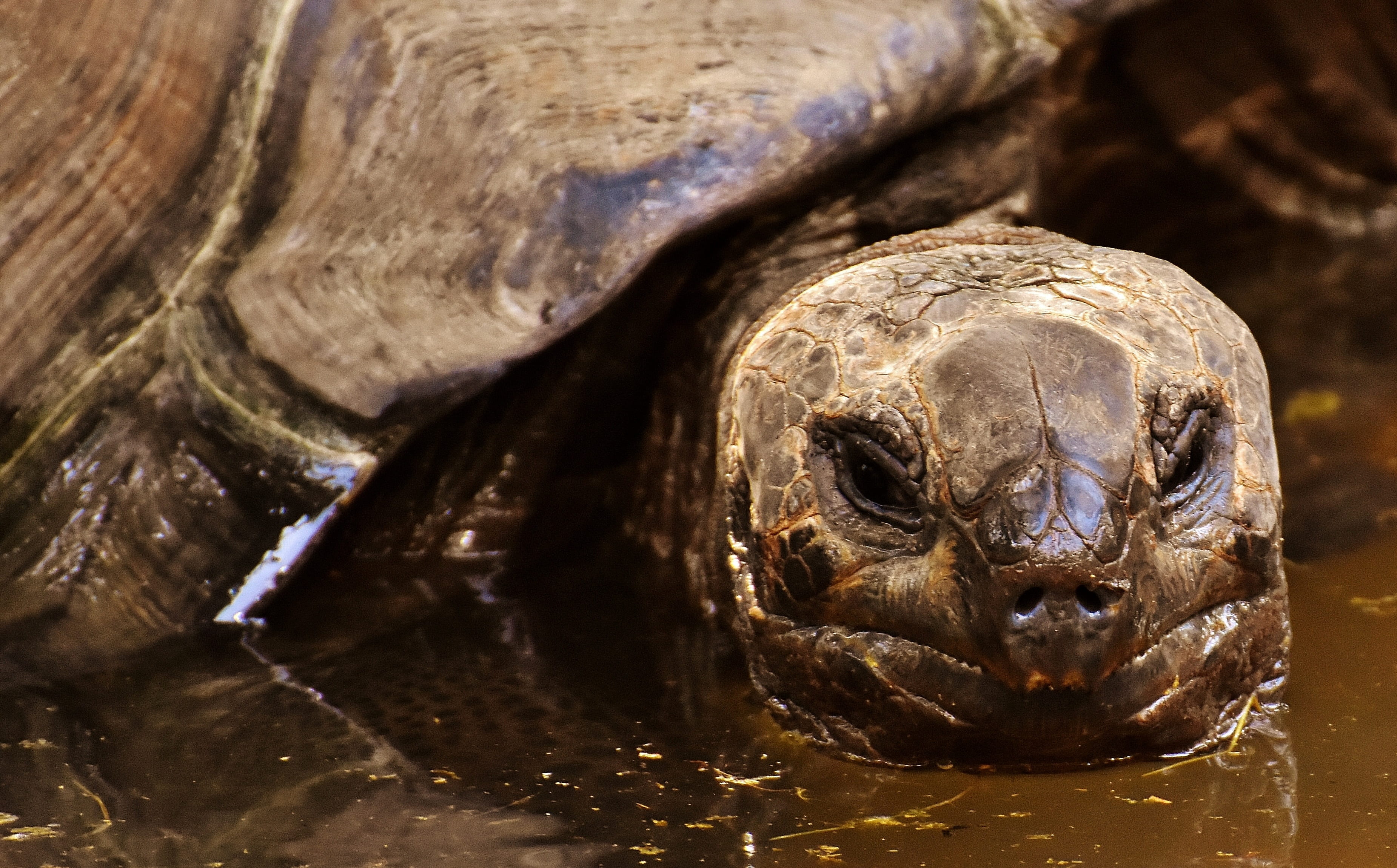 water, animal wildlife, animal head, animal body part, wildlife photography, nature, no people, panzer, armored, animal, marine, turtle, day, animal themes, HD Wallpaper