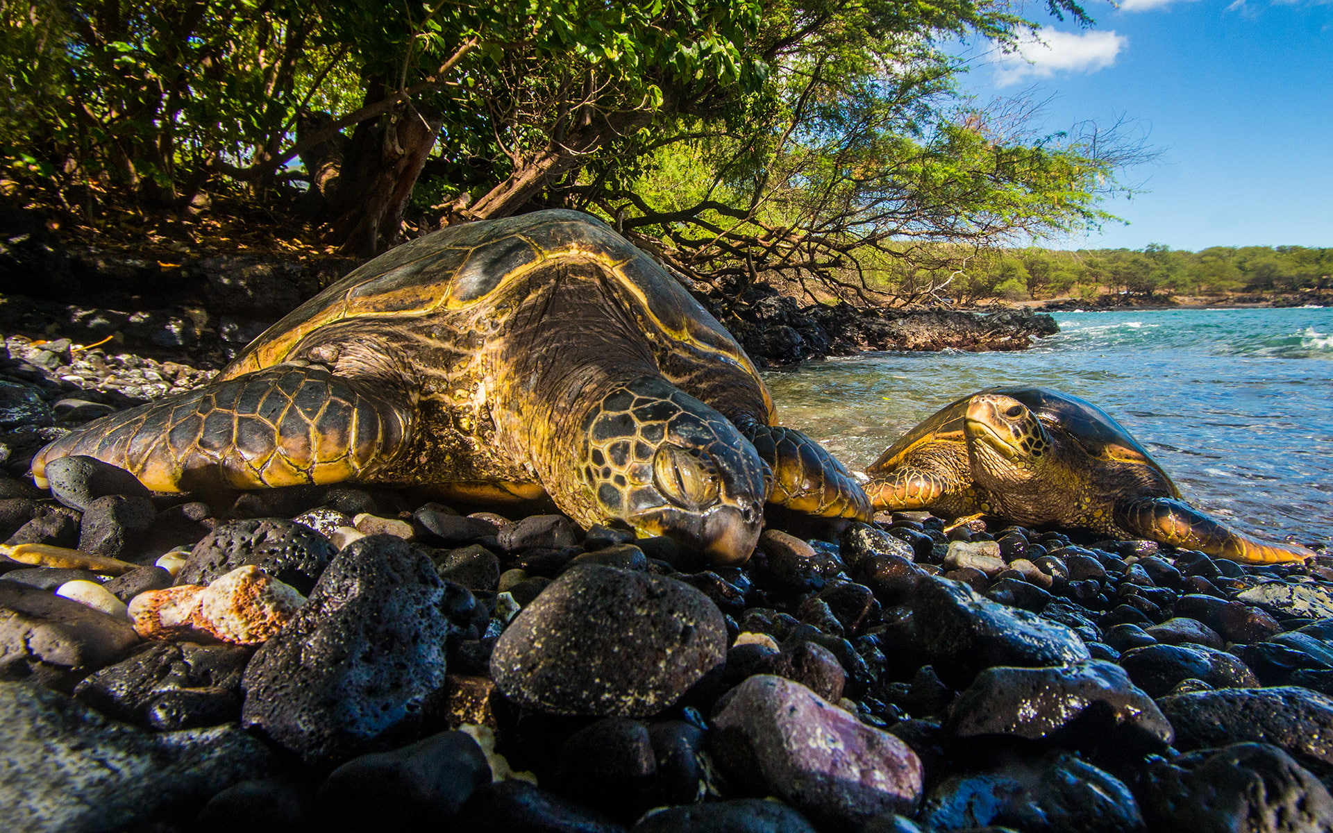 animals, rocks, tortoise, turtle, hd, stones, sleep, 1080P, HD Wallpaper