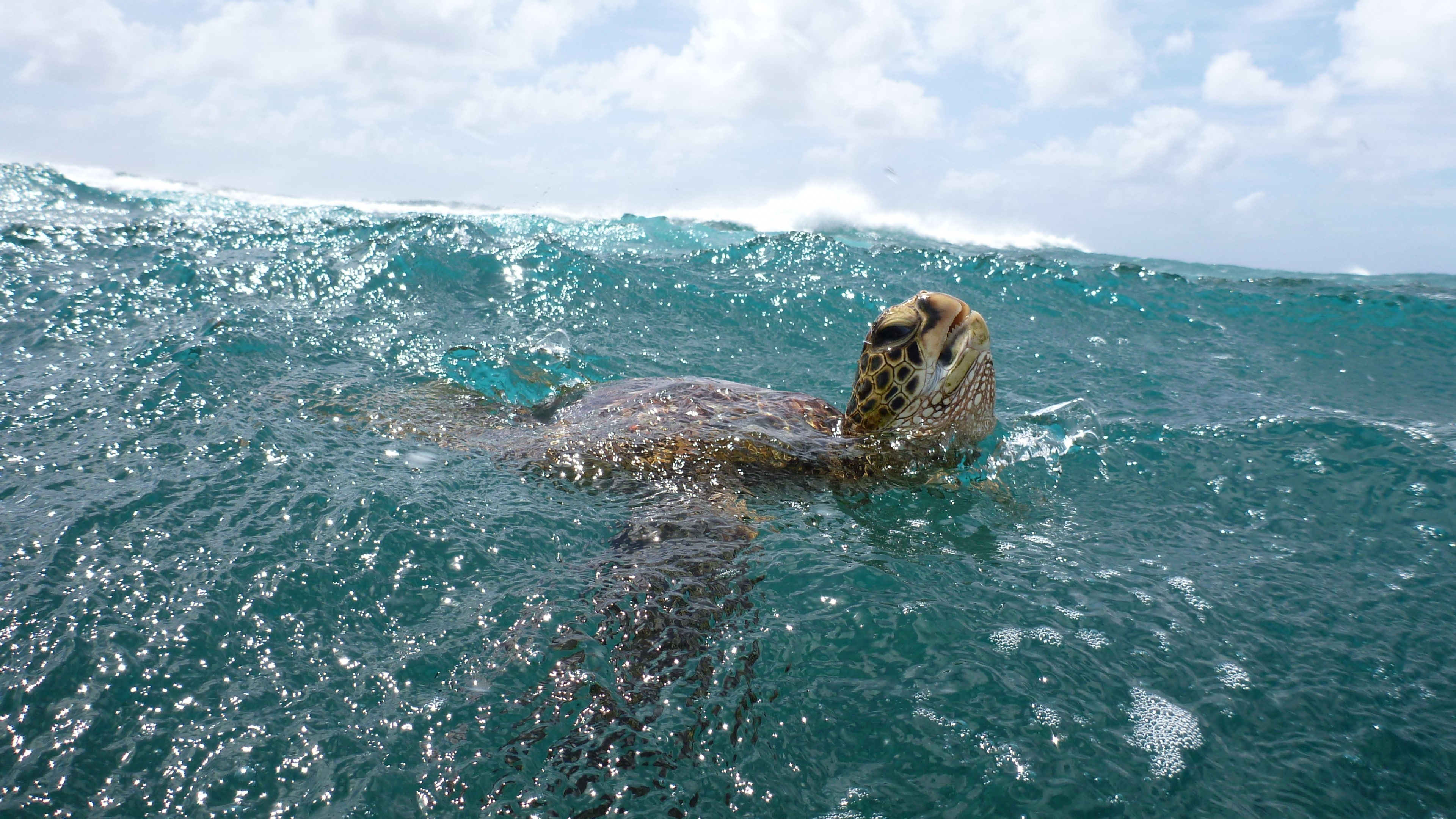 water, surfing, underwater, clouds, 4K, sea, Malaysia, sky, Worlds best diving sites, ocean, Turtle, animal, HD Wallpaper