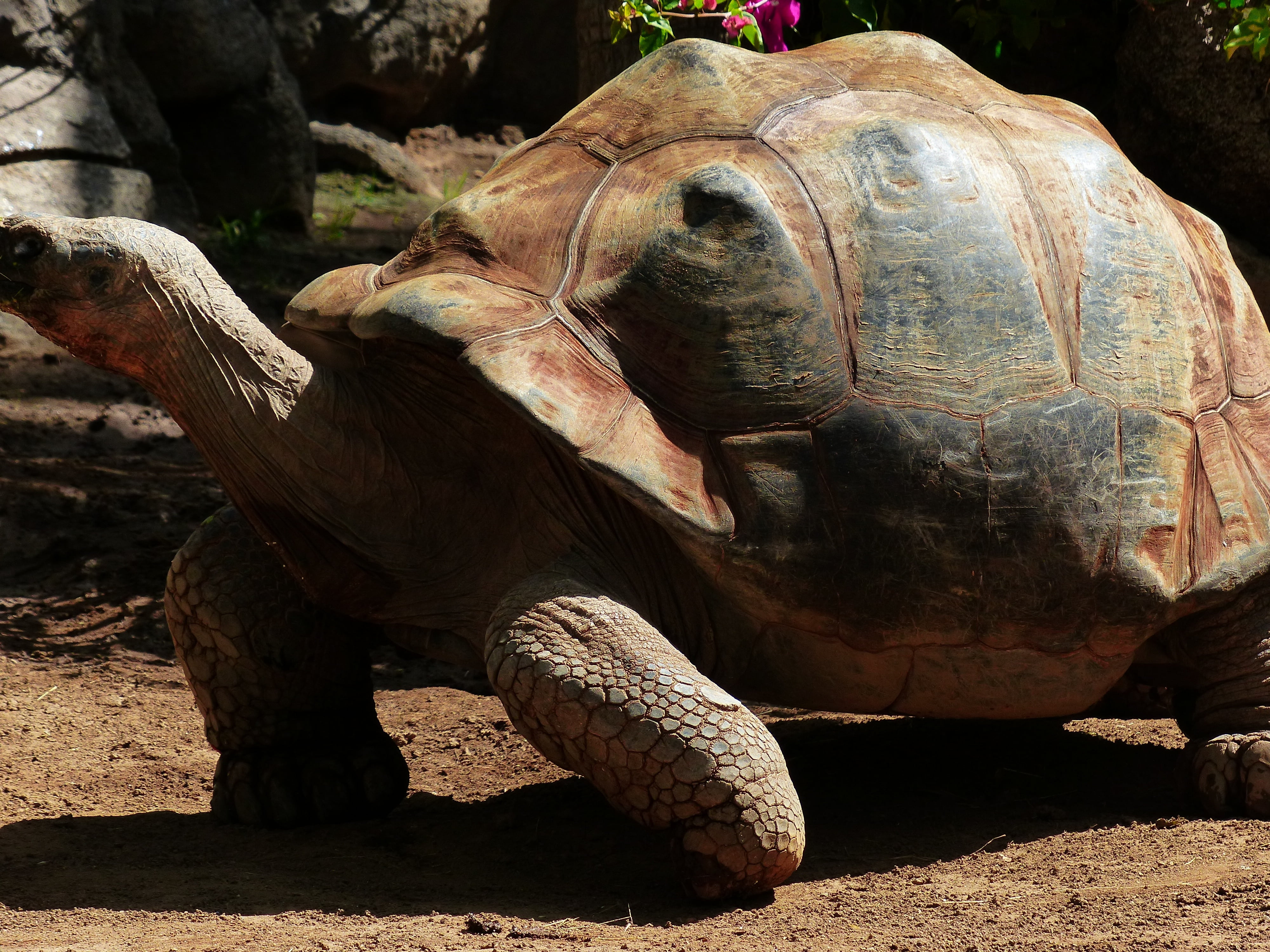 zoology, nature, panzer, stone, african spurred tortoise, sand, zoo, one animal, animal body part, herbivorous, animal, brown, reptile, close-up, sunlight, HD Wallpaper