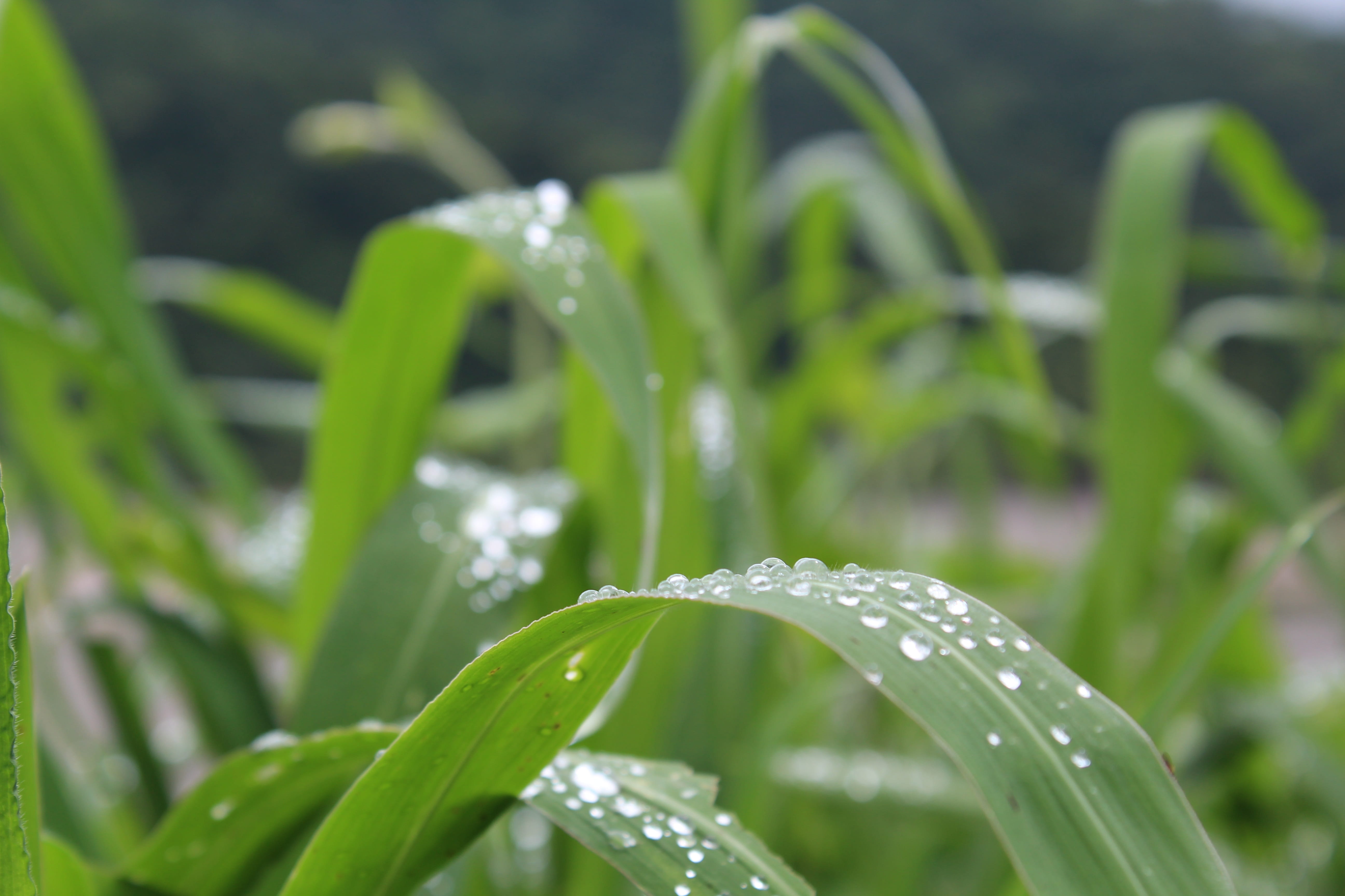 blade of grass, leaf, road, salta, sky, nature, beauty in nature, epic, green color, take it easy, toyota, close-up, dew, argentina, plant, wet, drop, water, HD Wallpaper