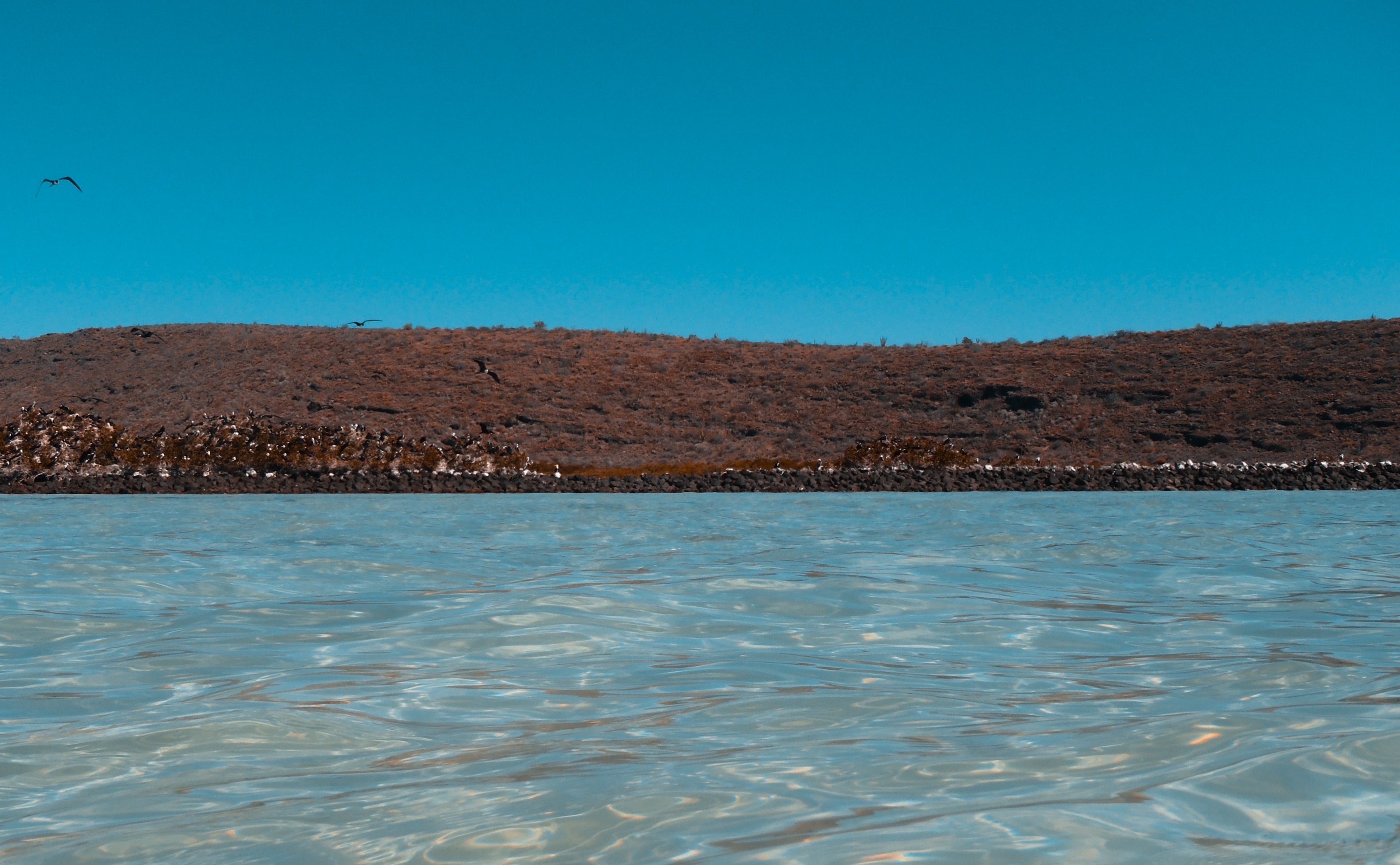 no people, copy space, animal wildlife, blue, animal themes, land, animal, sea, tranquility, sun, beauty in nature, environment, outdoors, lagoon, nature, HD Wallpaper