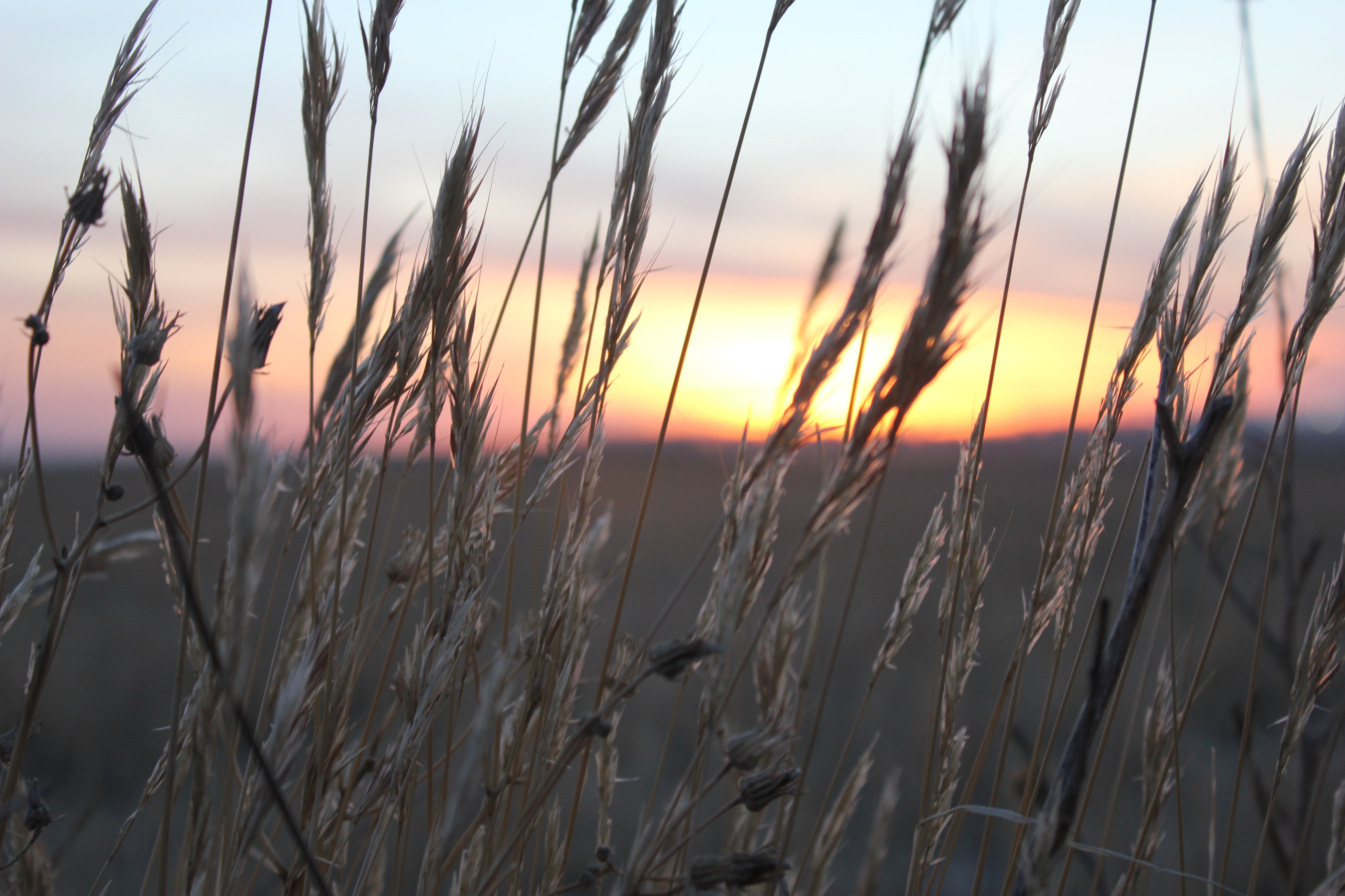 landscape, tranquility, wheat, no people, close-up, outdoors, beauty in nature, rural scene, open air, light, sunset, nature, winter, stalk, grass, field, HD Wallpaper