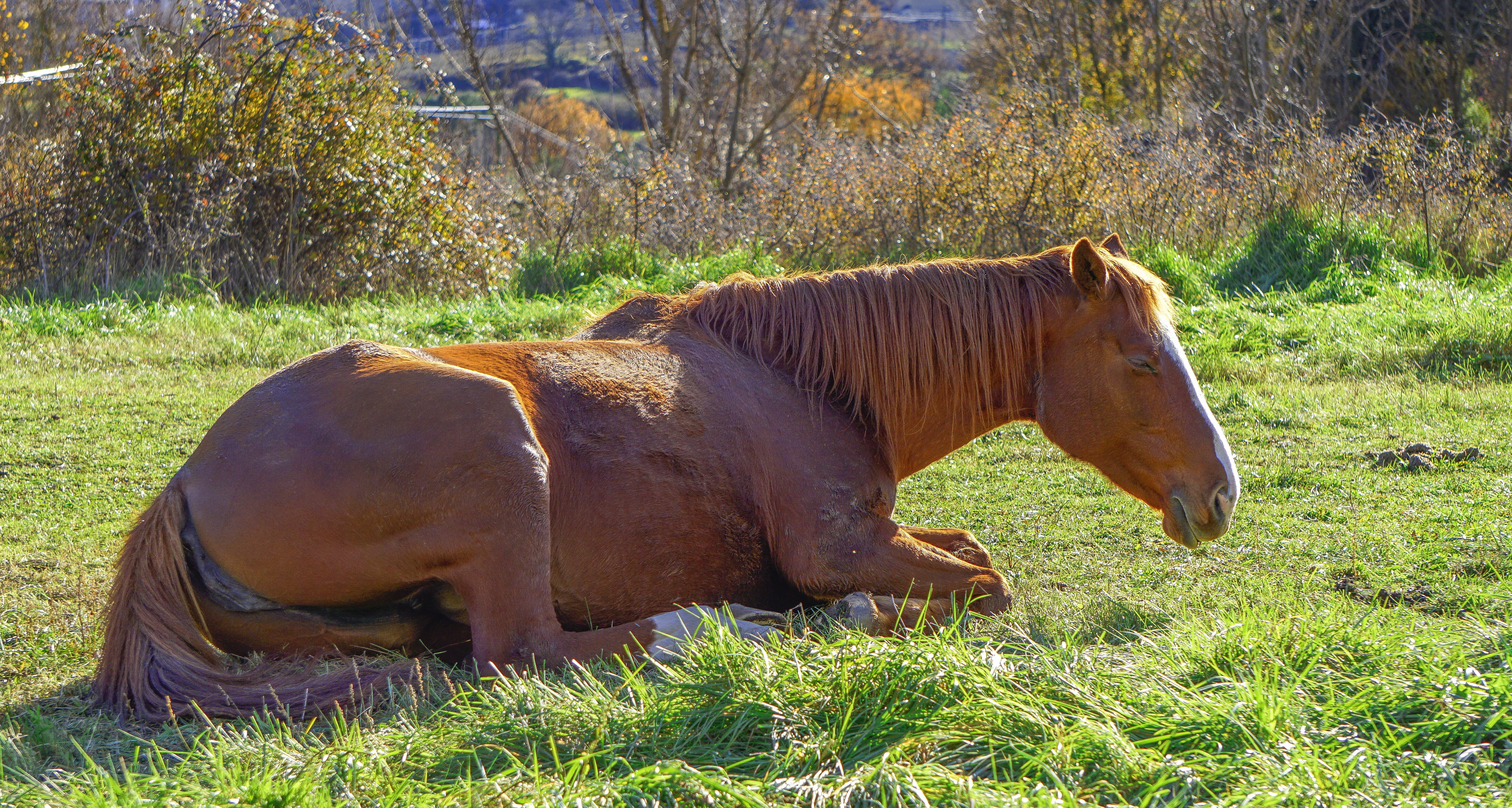 domestic animals, vertebrate, rest, land, livestock, equine, nature, horse, mane, mammal, profile view, reddish, resting, grass, pets, outdoors, day, one animal, HD Wallpaper