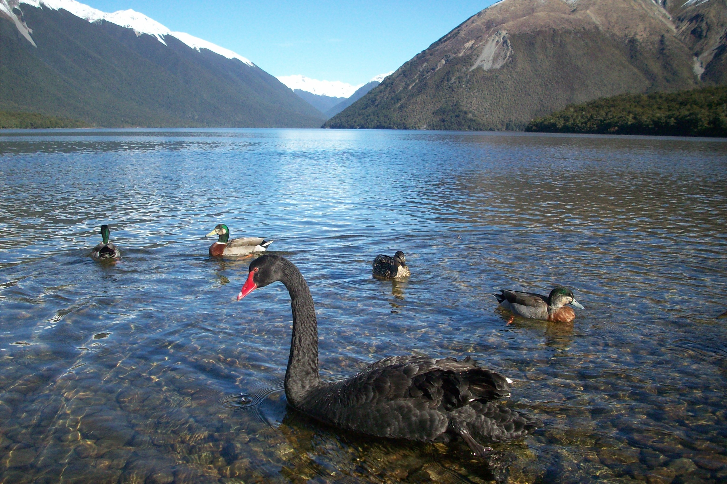 new zealand, water, animal, vertebrate, swimming, water bird, mount, 2K, animal wildlife, waterfront, group of animals, take it easy, rippled, animals in the wild, HD Wallpaper