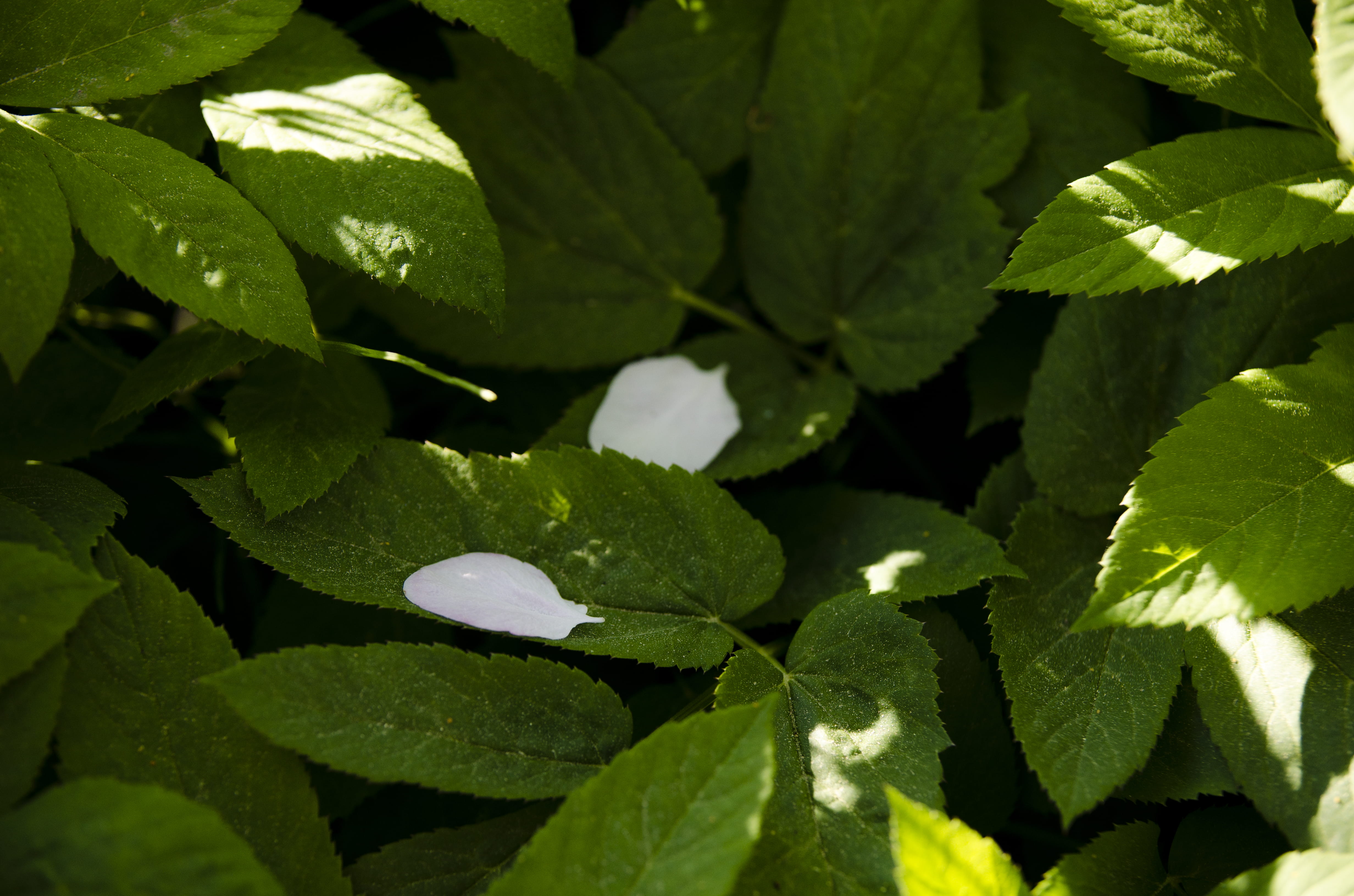 peace, plants, freshness, outdoors, rest, close-up, mood, reflection, growth, sensibility, finland, texture, soul, light, 4K, shadow, clover, take it easy, HD Wallpaper