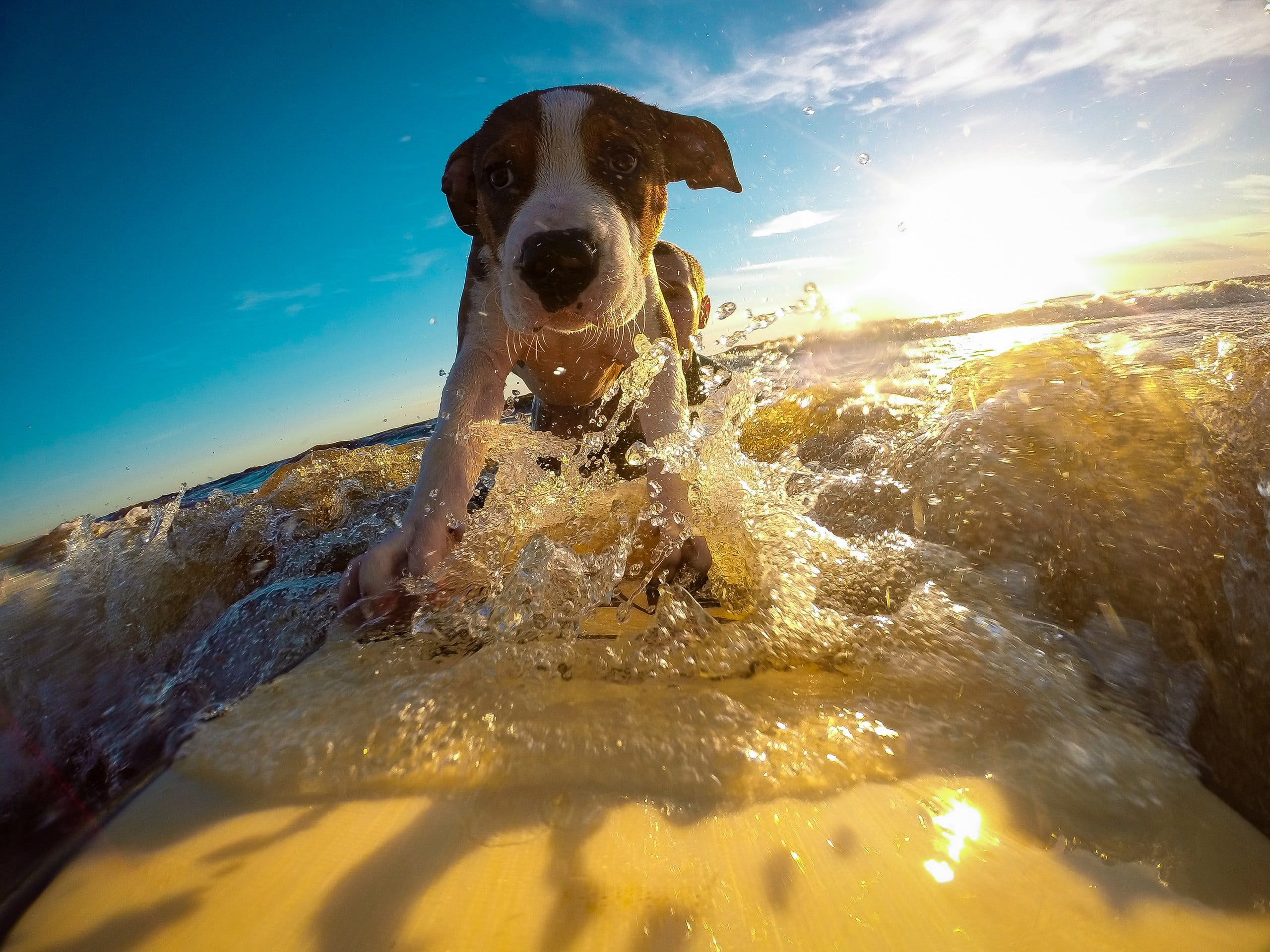 close-up, brown, vacation, portrait, wet, pets, dog, sun, canine, sunlight, animal themes, water, summer, day, puppy, splashing, vertebrate, domestic animals, HD Wallpaper