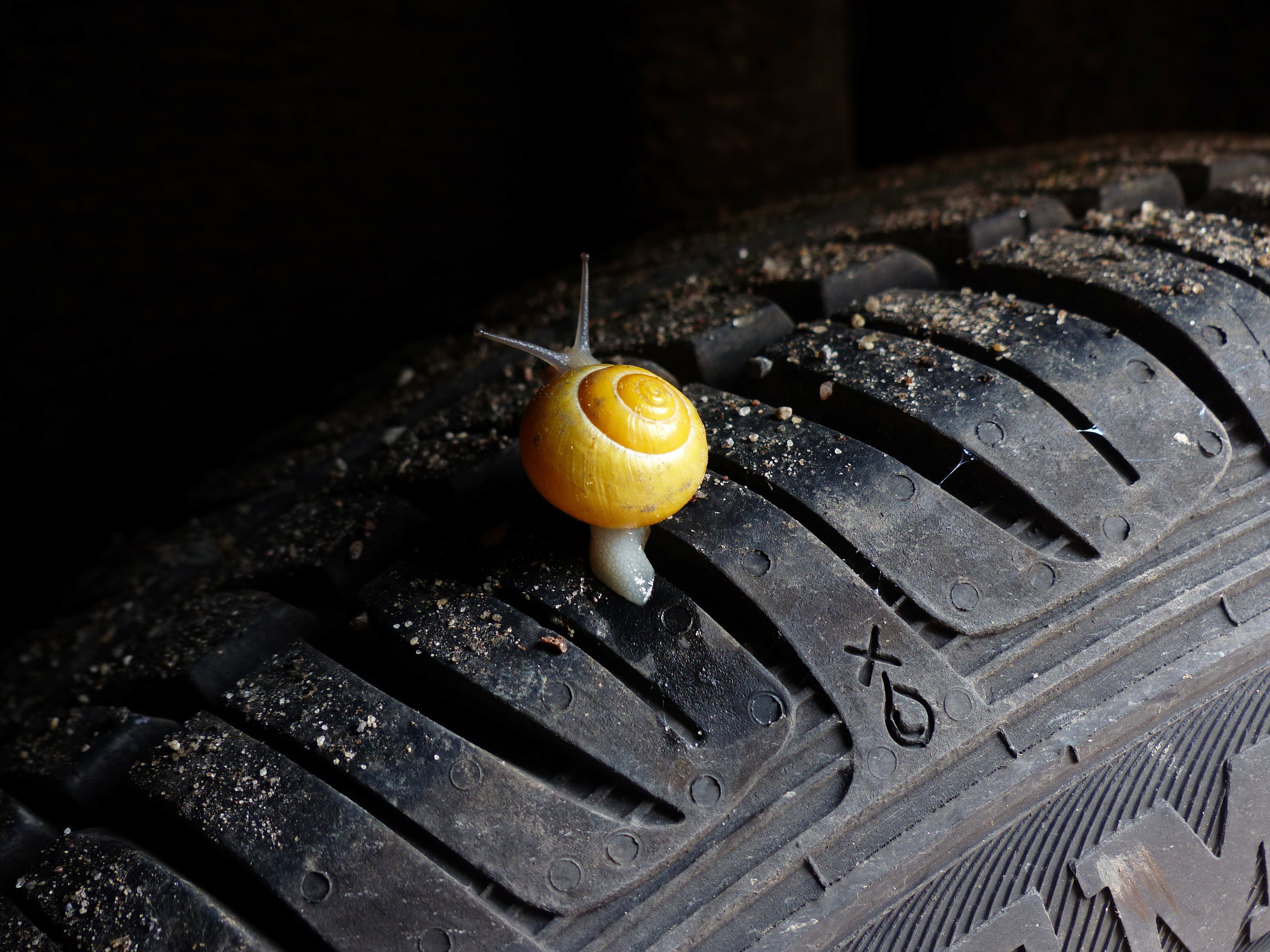 speed, mobile, curiosity, wellbeing, healthy eating, courage, barbecue, liability, mature, freshness, snail, photography, tire, winter tires, mobility, HD Wallpaper