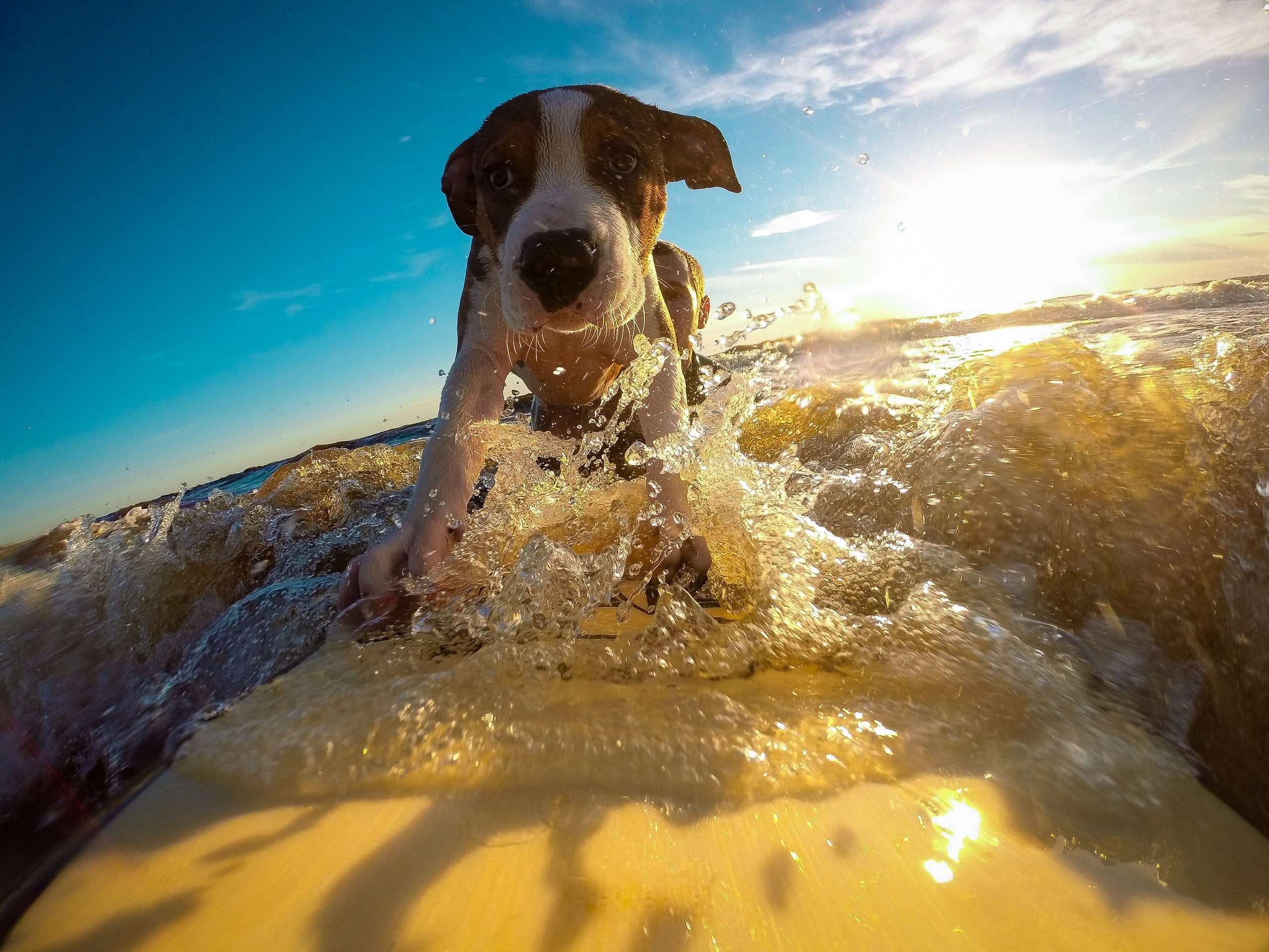 canine, summer, animal themes, water, dog, vertebrate, mammal, sun, 2K, surfing, domestic animals, self, pets, no people, motion, wet, sunlight, animal, HD Wallpaper